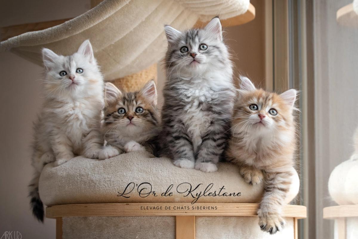 L'Or de Kylestane Chaton Mâle Sibérien Black Silver Mackerel Tabby Et Blanc Ulliver