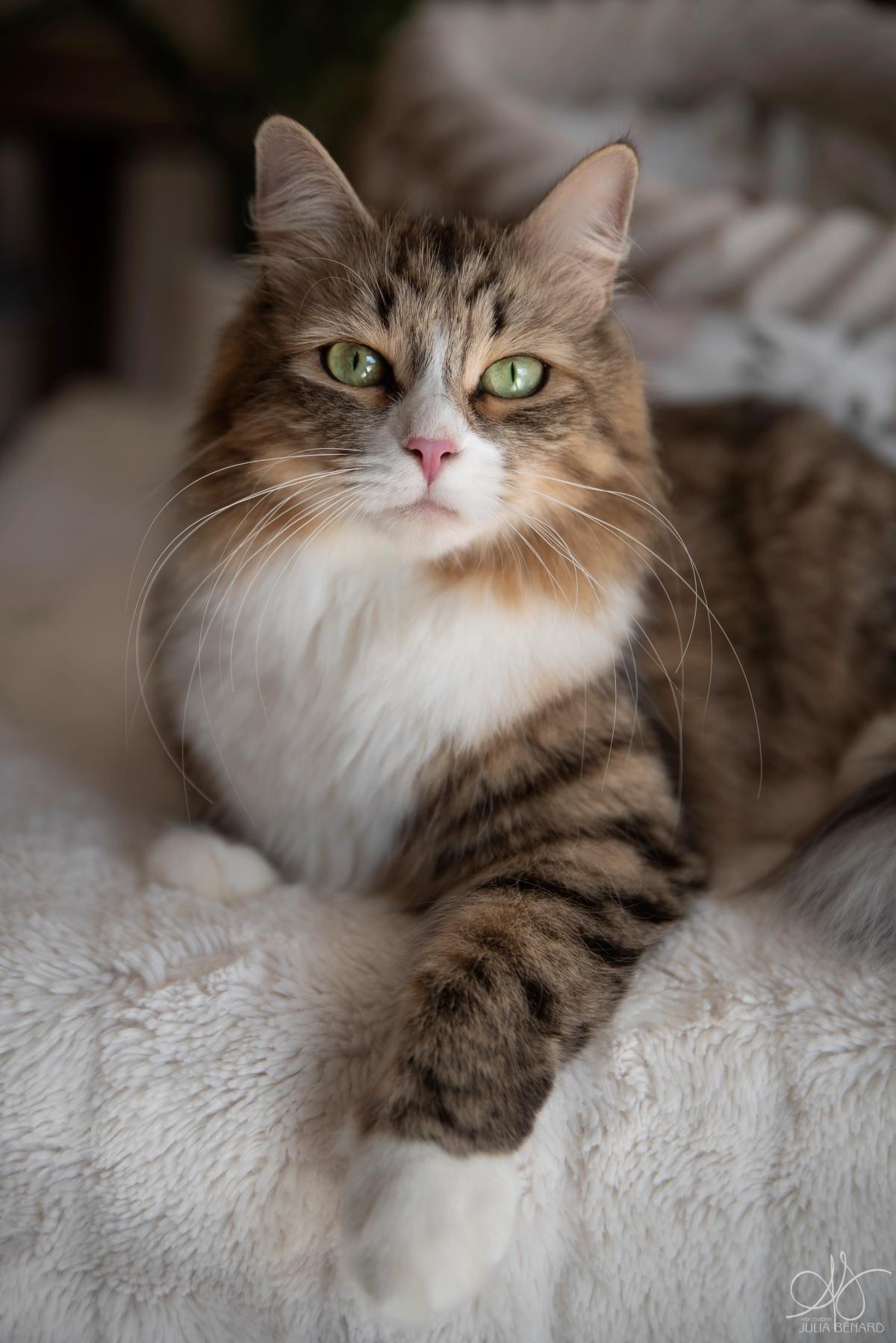 L'Or de Kylestane - Élevage familial de chats Sibériens dans le Var