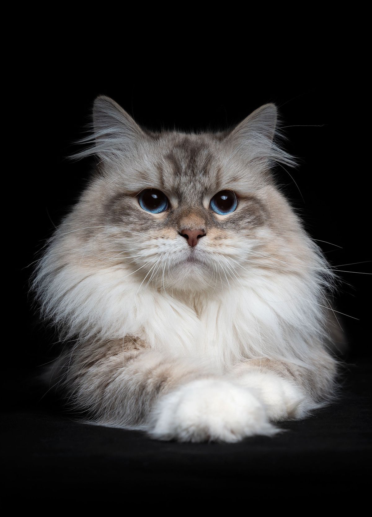 L'Or de Kylestane Mâle Neva Masquerade Blue Silver Tabby Point Et Blanc T'Charlie - Photo 1