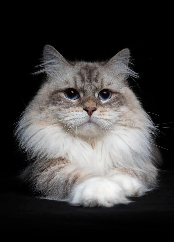 L'Or de Kylestane Mâle Neva Masquerade Blue Silver Tabby Point Et Blanc T'Charlie
