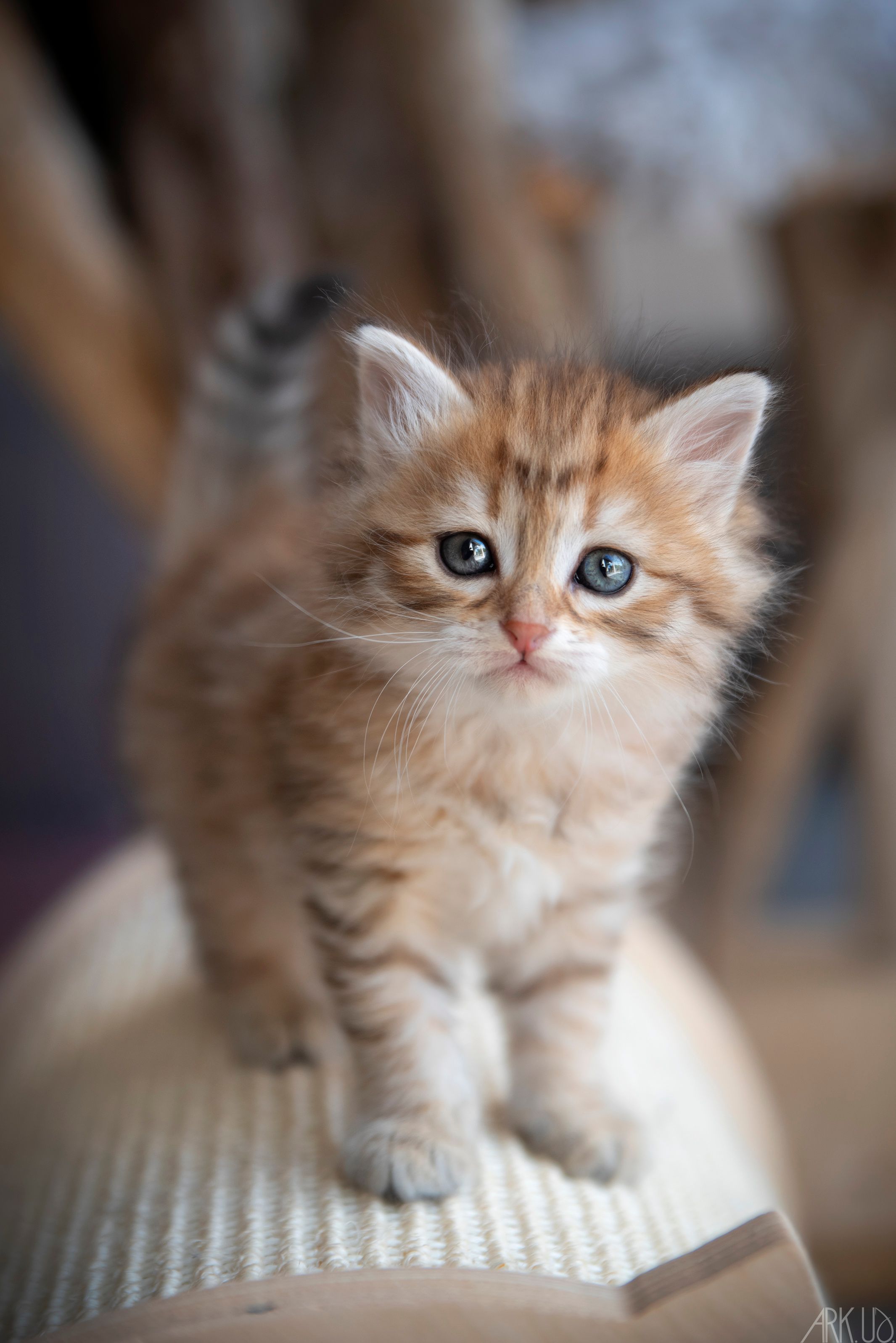 L'Or de Kylestane Chaton Femelle Sibérien Brown Sunshine Spotted Tabby Yris