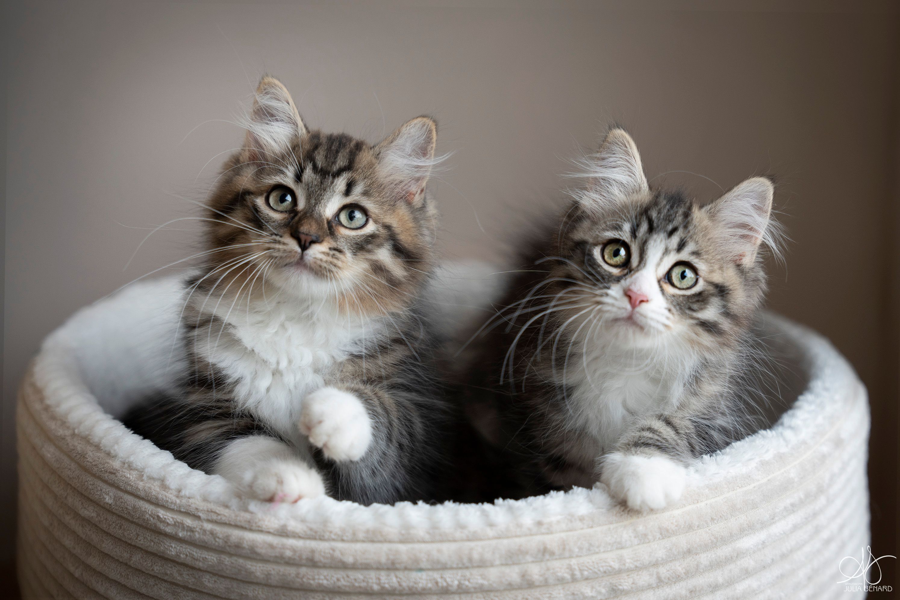 L'Or de Kylestane - Portée de chatons Sibériens Portée de Septembre 2024