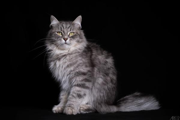 L'Or de Kylestane Femelle Sibérien Blue Mackerel Tabby Sixtine