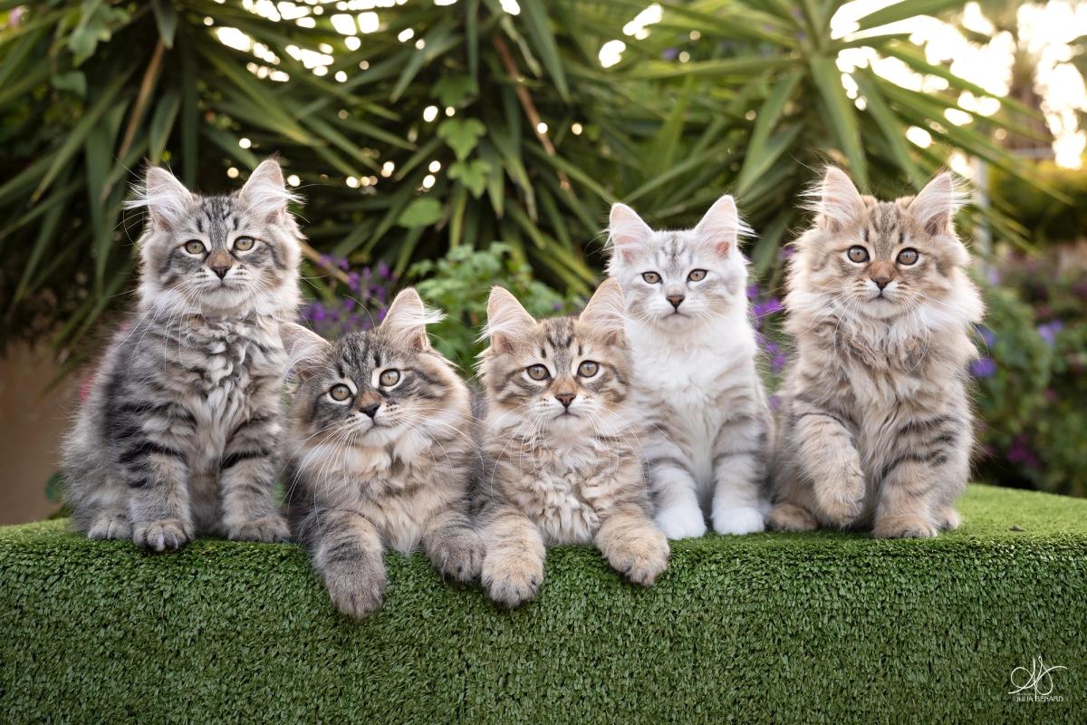 L'Or de Kylestane - Portée Portée de Juillet 2025 Chatons Sibériens
