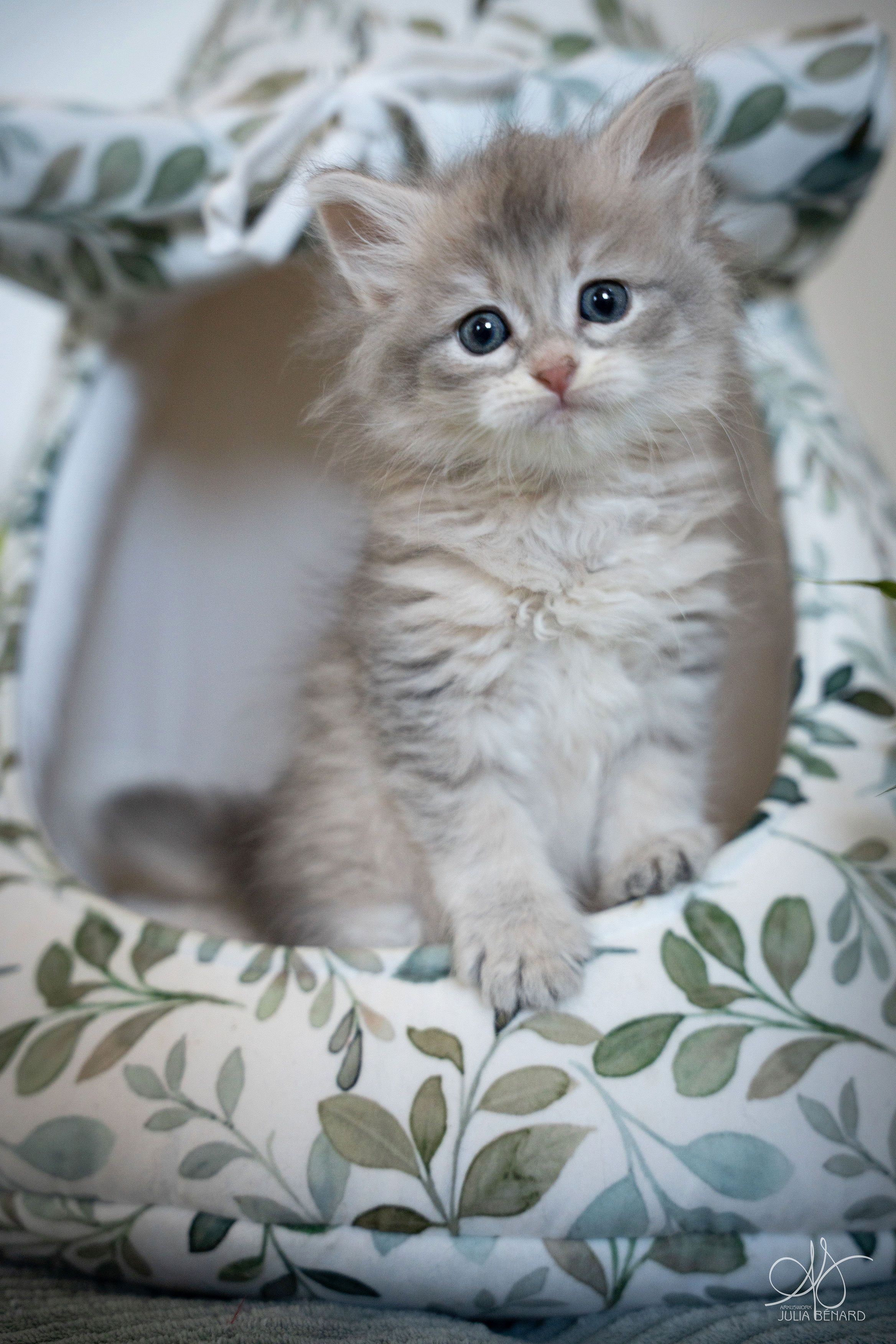 L'Or de Kylestane Chaton Femelle Neva Masquerade Blue Sunshine Spotted Tabby A'Capucine