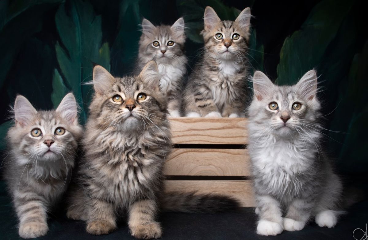 L'Or de Kylestane - Nos chatons Sibériens disponibles
