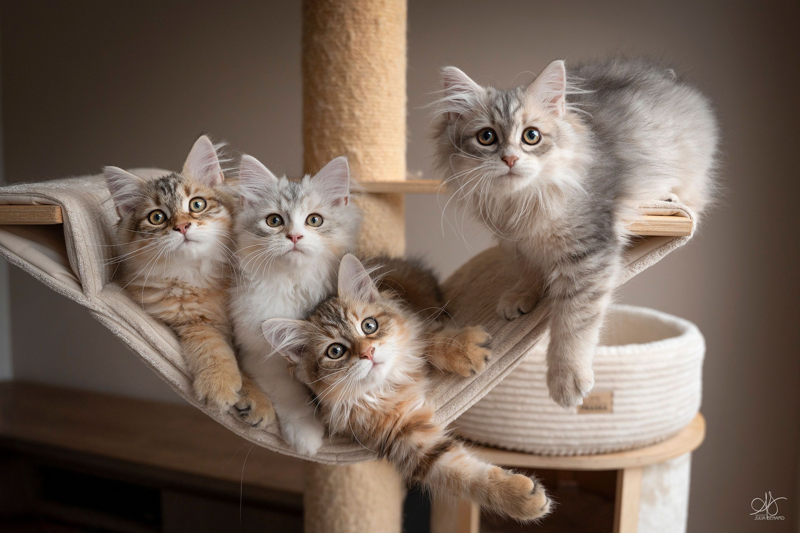 L'Or de Kylestane - Portée de chatons Sibériens Portée de Février 2025