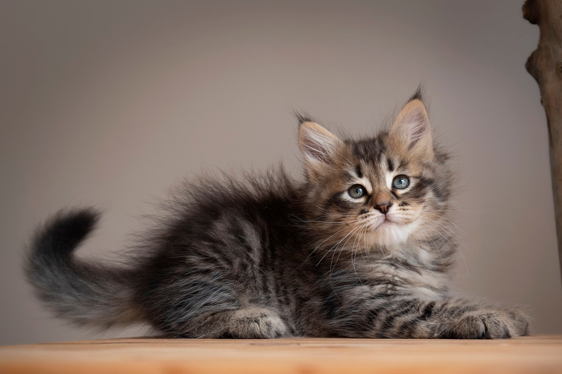 L'Or de Kylestane Chaton Femelle Sibérien Brown Mackerel Tabby Yuna
