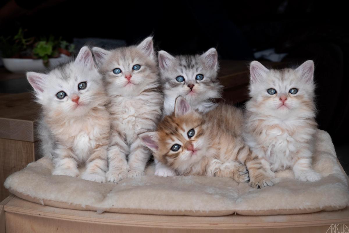L'Or de Kylestane Chaton Mâle Sibérien Black Silver Spotted Tabby Et Blanc Veyron