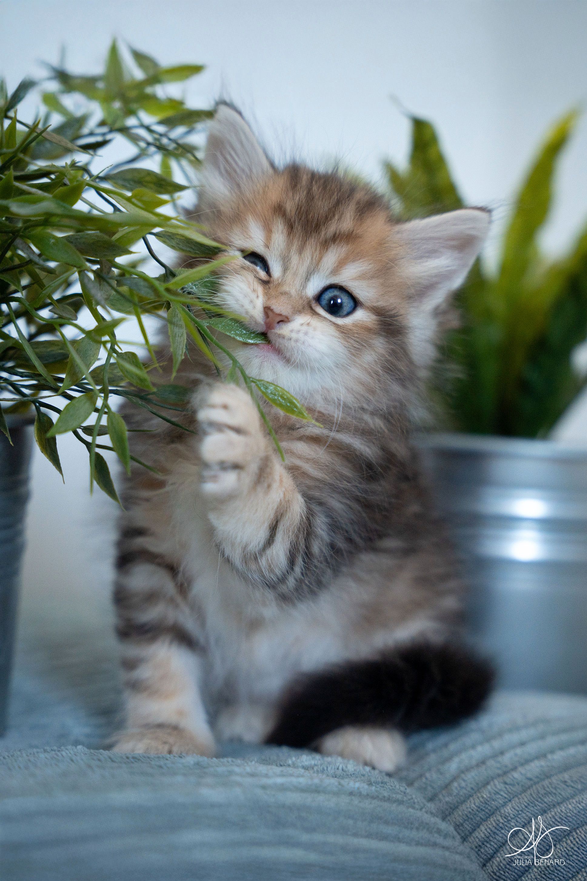 L'Or de Kylestane Chaton Mâle Sibérien Brown Sunshine Blotched Tabby Arly