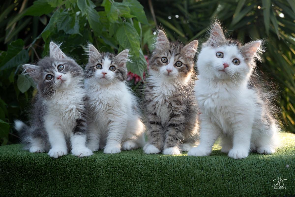 L'Or de Kylestane Chaton Femelle Sibérien Brown Spotted Tabby Et Blanc Bicolore Biscotte 