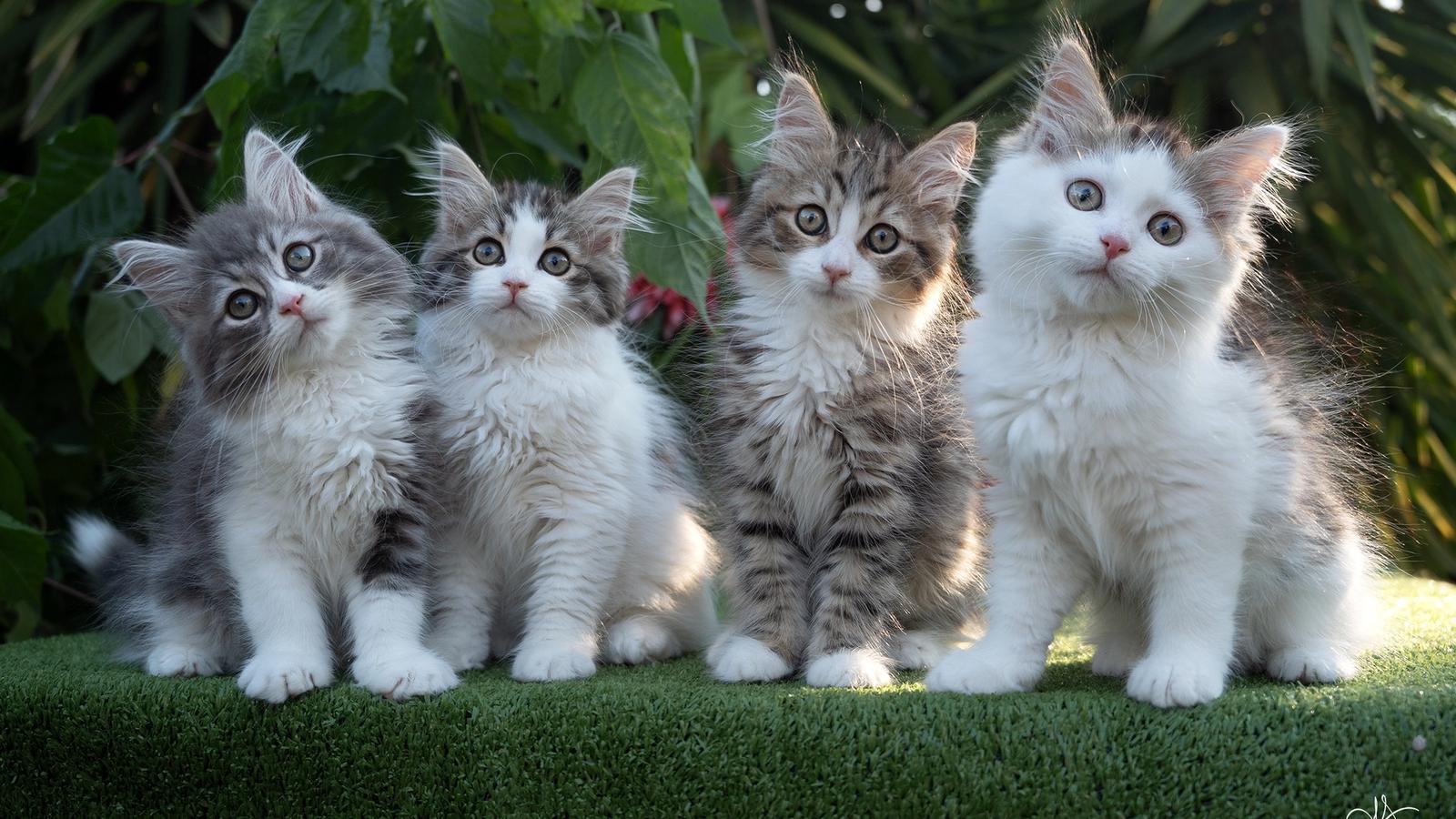 L'Or de Kylestane - Élevage familial de chats Sibériens dans le Var