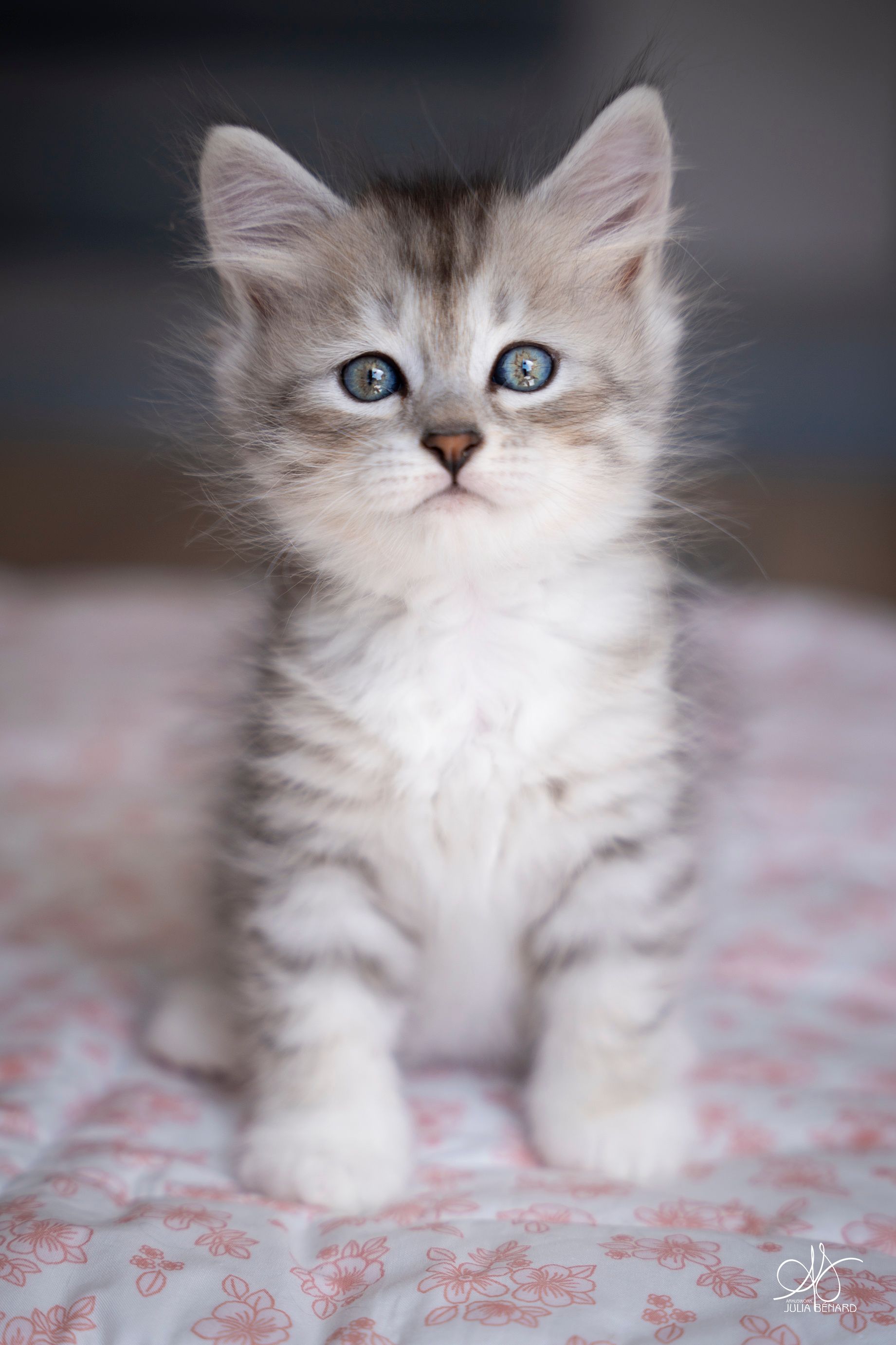 L'Or de Kylestane Chaton Femelle Sibérien Black Silver Spotted Tabby Et Blanc Alia