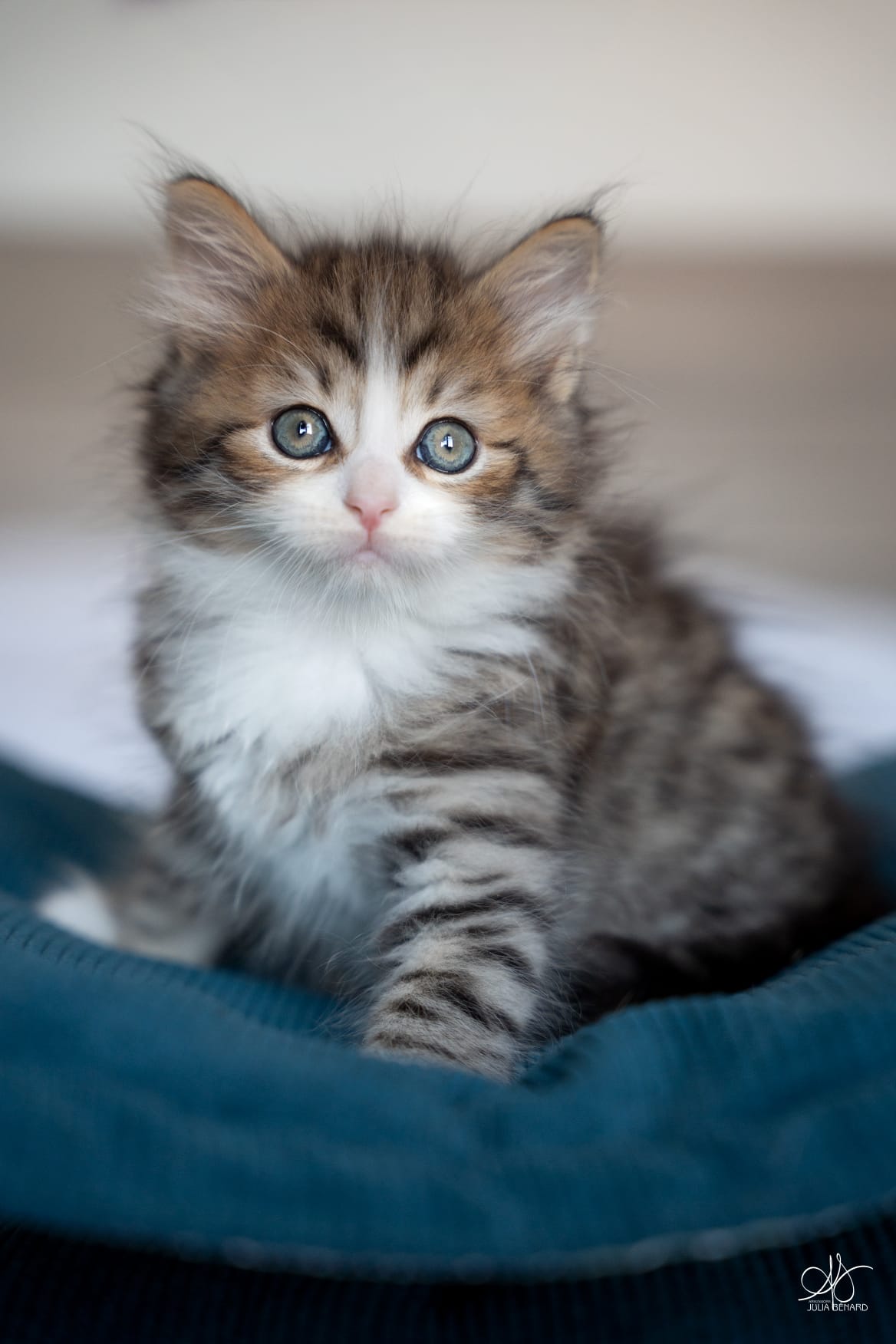 L'Or de Kylestane Chaton Mâle Neva Masquerade Brown Mackerel Tabby Et Blanc Brooklyn 