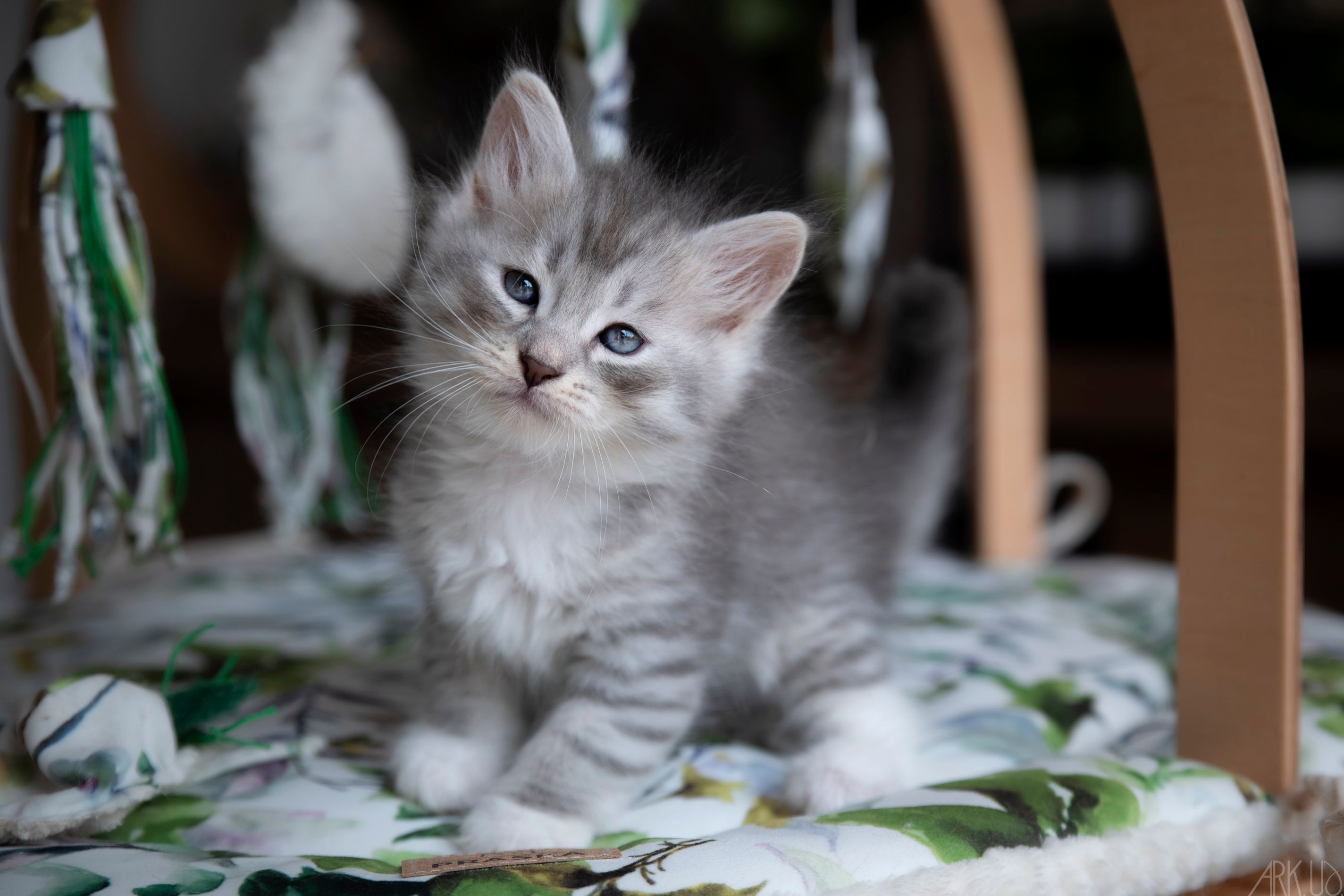 L'Or de Kylestane Chaton Mâle Sibérien Blue Silver Mackerel Tabby Et Blanc Winther Ghost