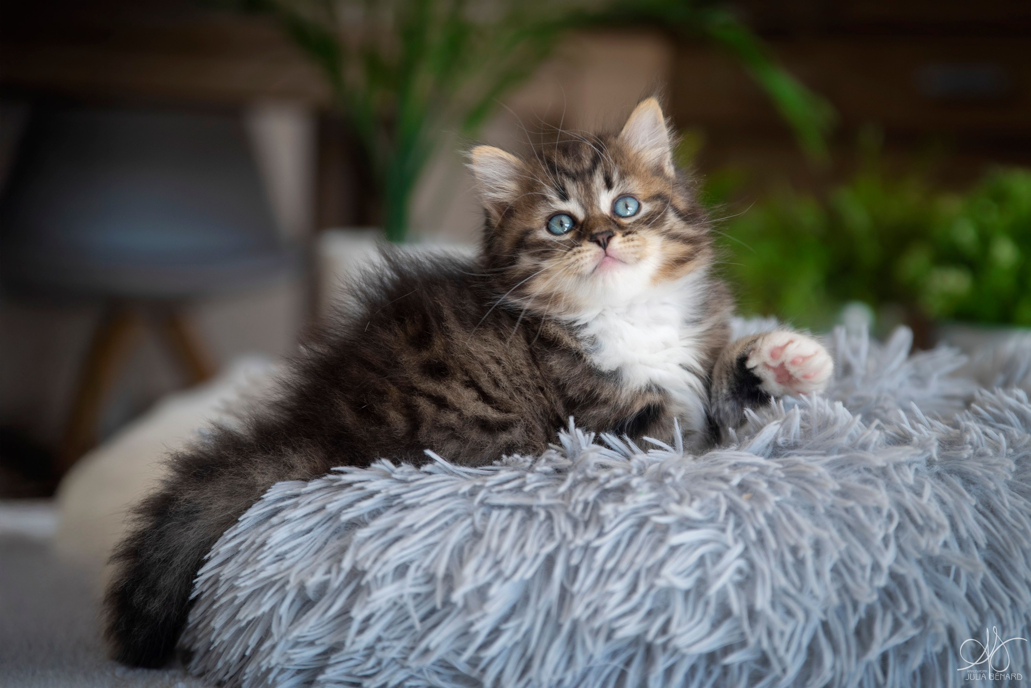 L'Or de Kylestane Chaton Mâle Sibérien Brown Mackerel Tabby Et Blanc Yoshi