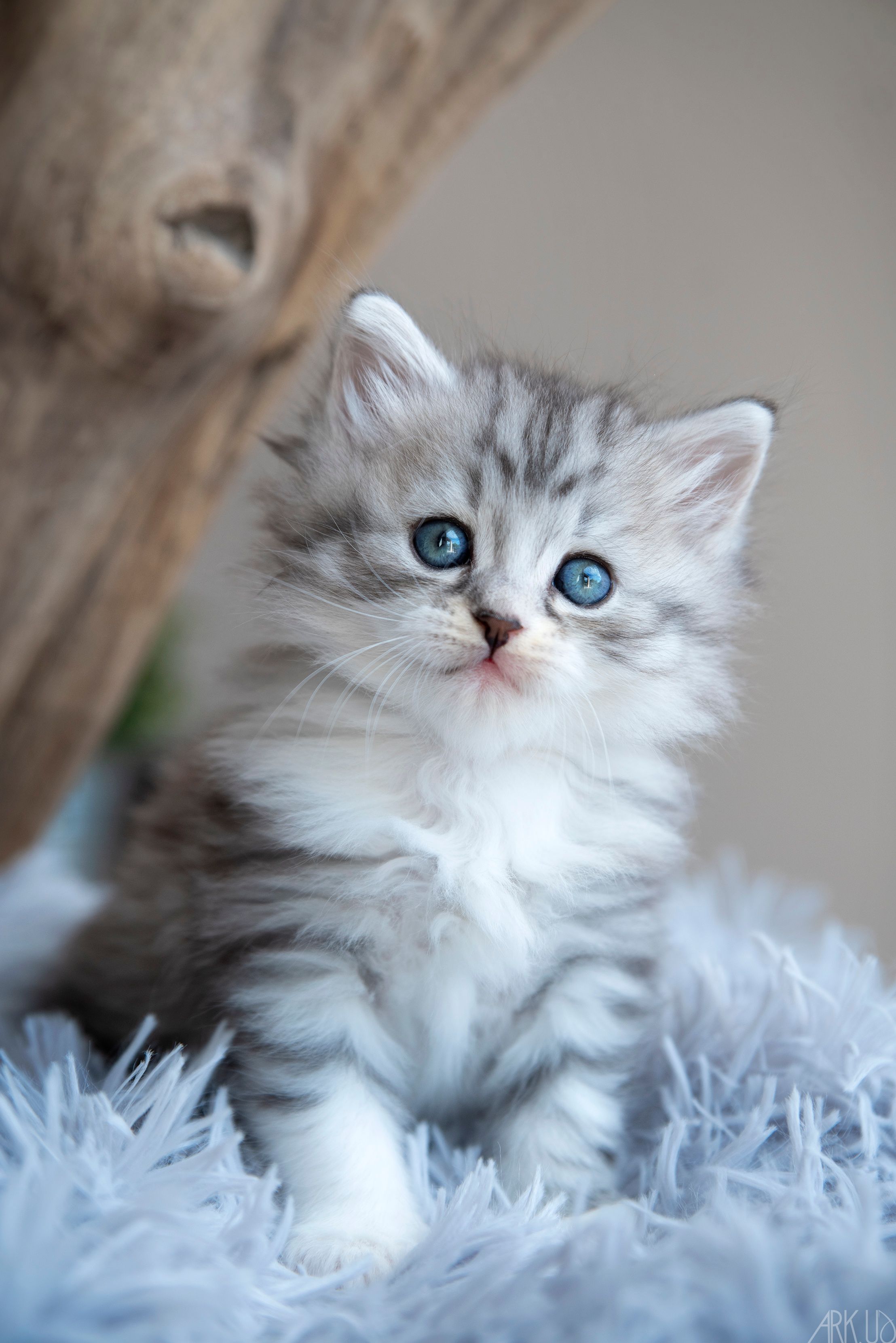 L'Or de Kylestane Chaton Mâle Sibérien Black Silver Spotted Tabby Et Blanc Veyron
