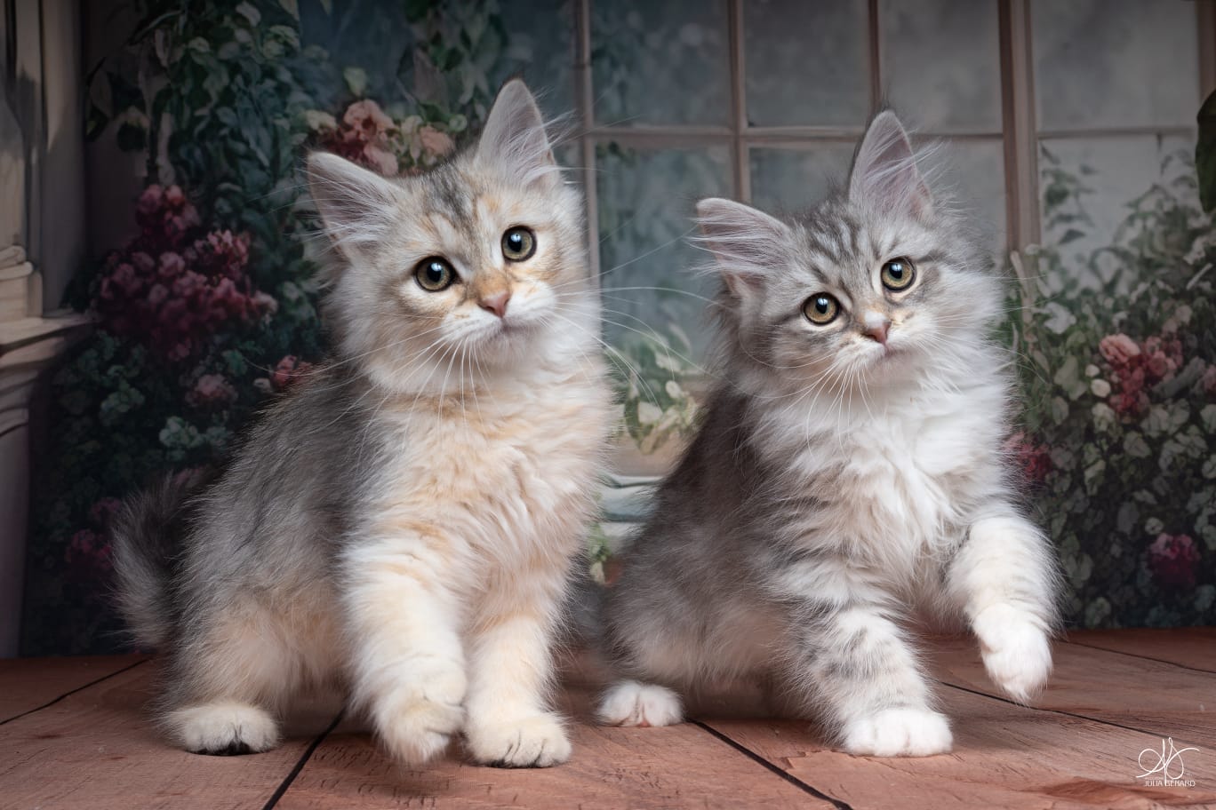L'Or de Kylestane - Portée de chatons Sibériens Portée de Janvier 2026