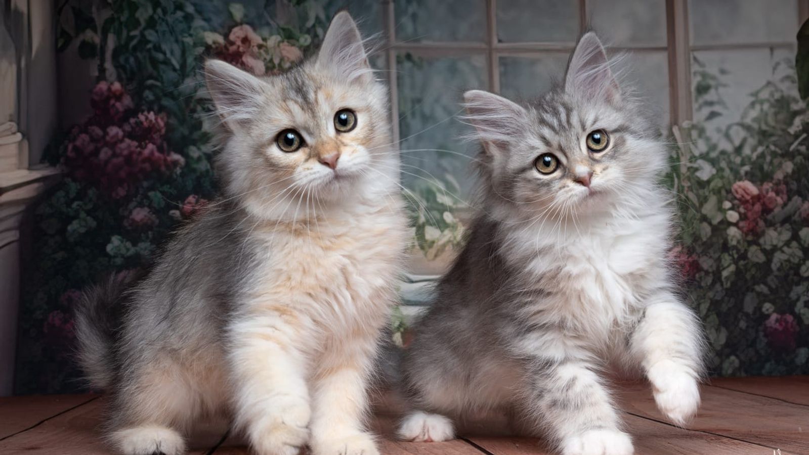 L'Or de Kylestane - Élevage familial de chats Sibériens dans le Var