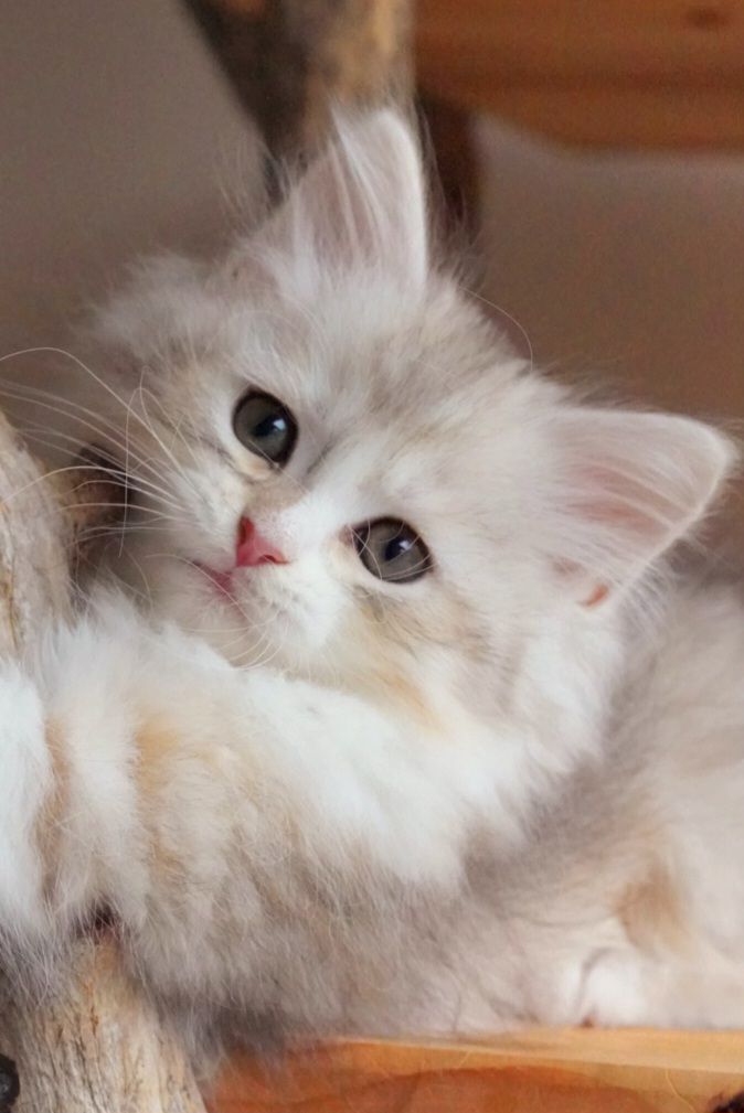 L'Or de Kylestane Chaton Femelle Neva Masquerade Black Sunshine Silver Spotted Tabby Et Blanc Altesse