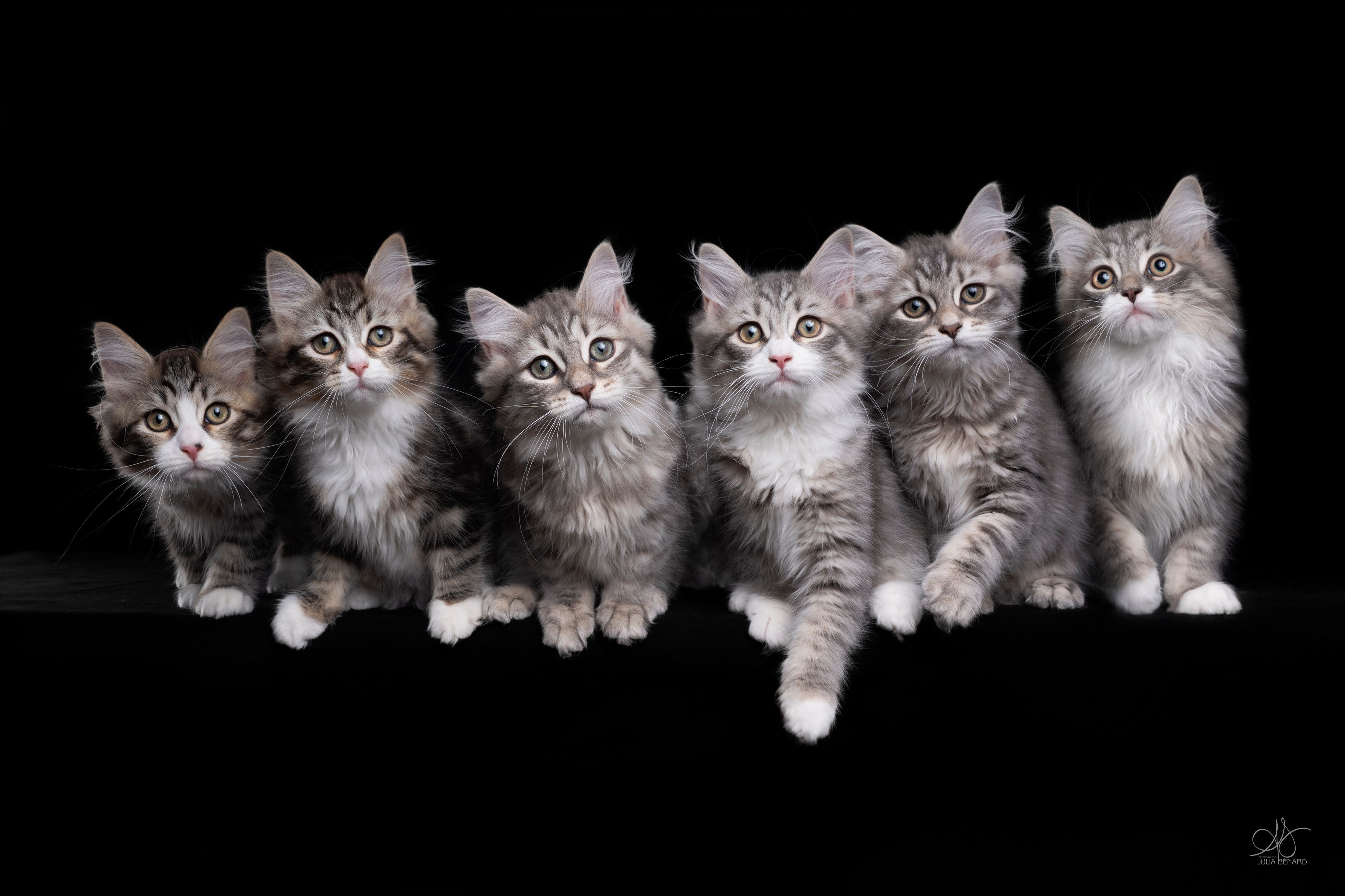L'Or de Kylestane - Portée Portée de Mai 2025 Chatons Sibériens