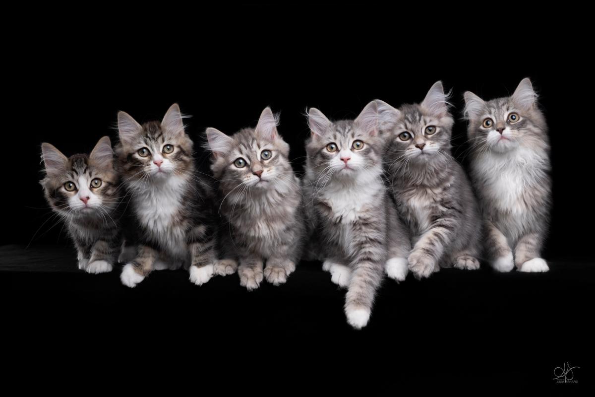 L'Or de Kylestane Chaton Femelle Sibérien Blue Mackerel Tabby Et Blanc Arya