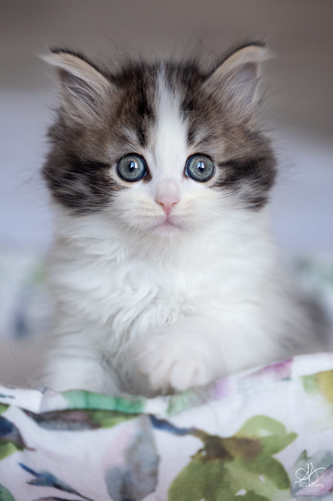 L'Or de Kylestane Chaton Femelle Neva Masquerade Brown Spotted Tabby Et Blanc Bicolore Bonita 