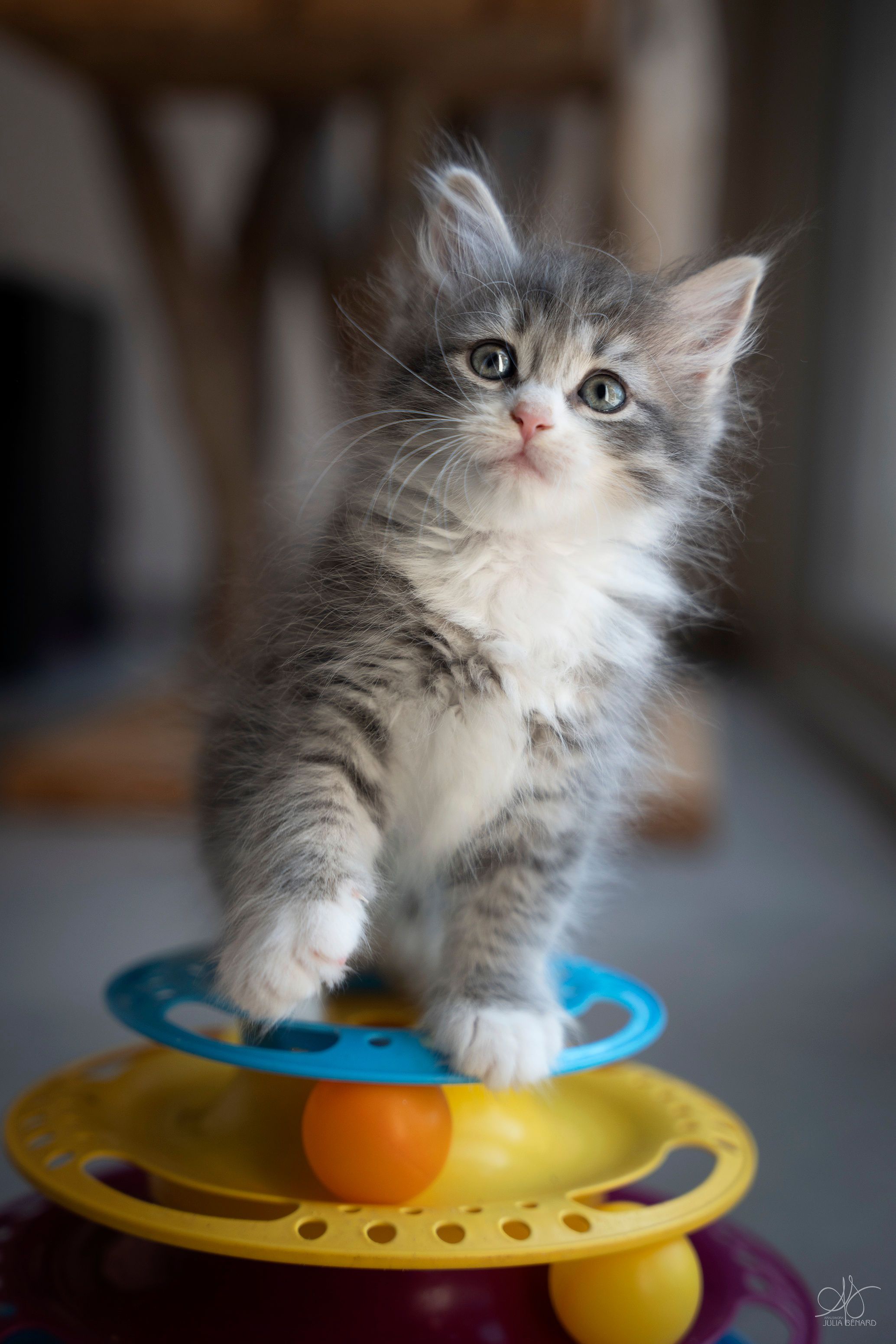 L'Or de Kylestane Chaton Femelle Neva Masquerade Blue Mackerel Tabby Et Blanc Arya