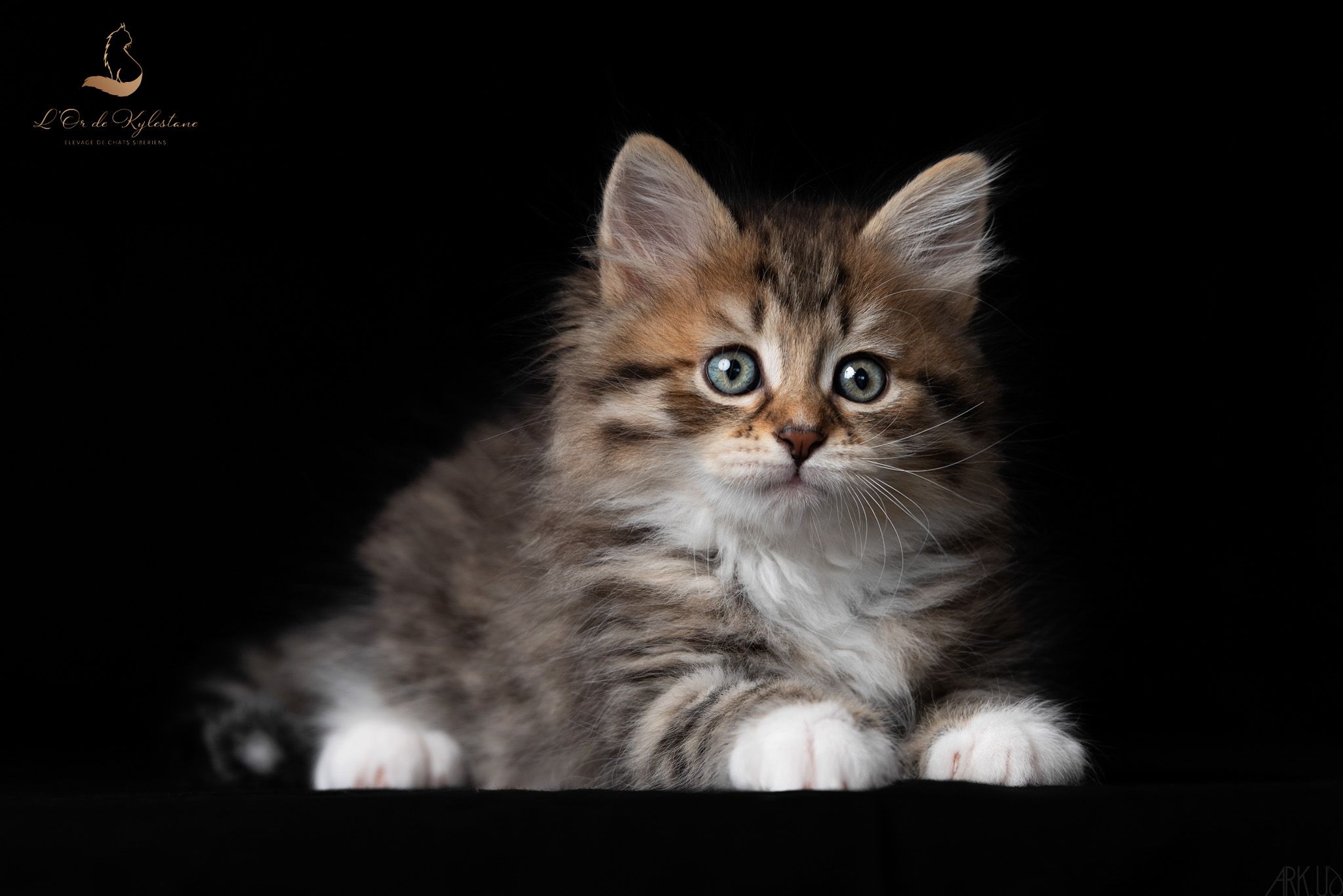 L'Or de Kylestane Chaton Mâle Sibérien Brown Mackerel Tabby Et Blanc Uliot