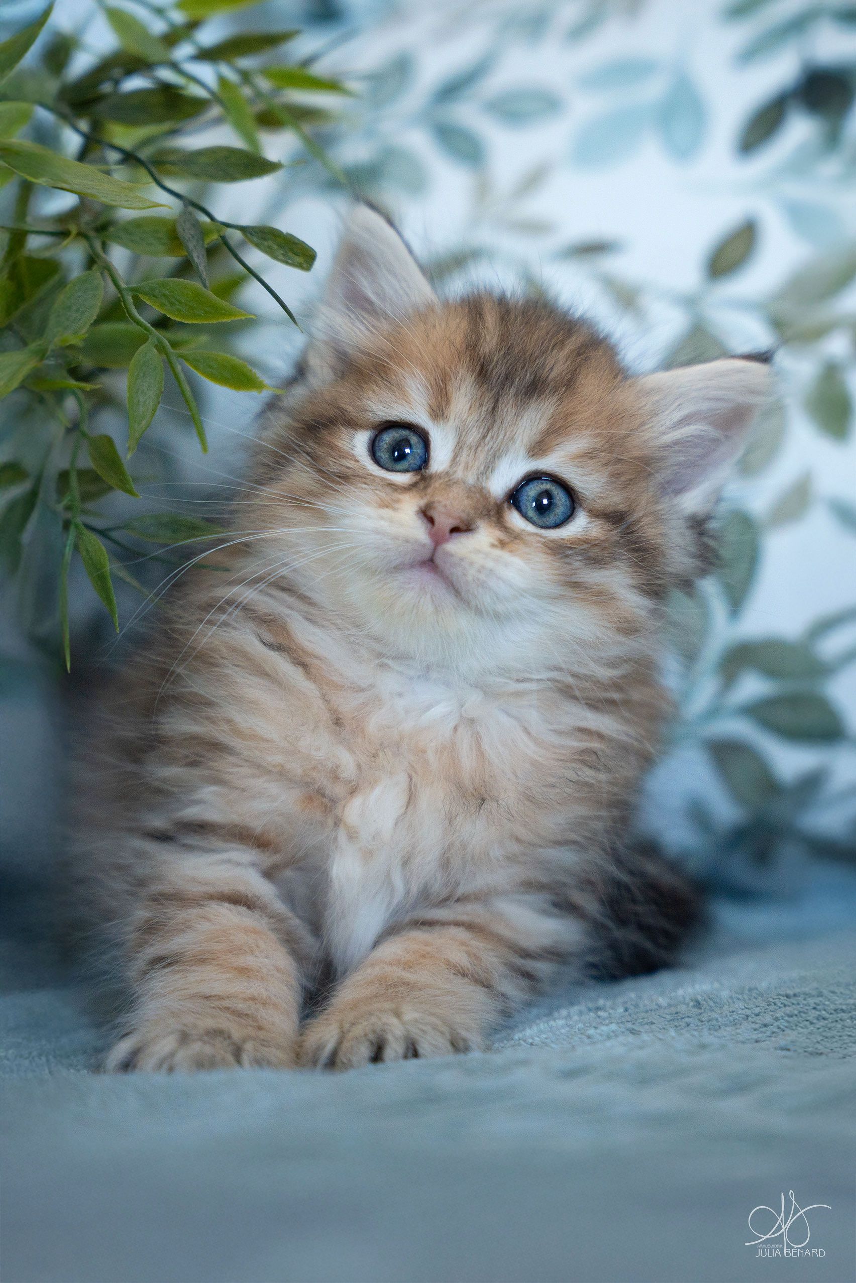 L'Or de Kylestane Chaton Mâle Sibérien Brown Sunshine Spotted Tabby Apollon