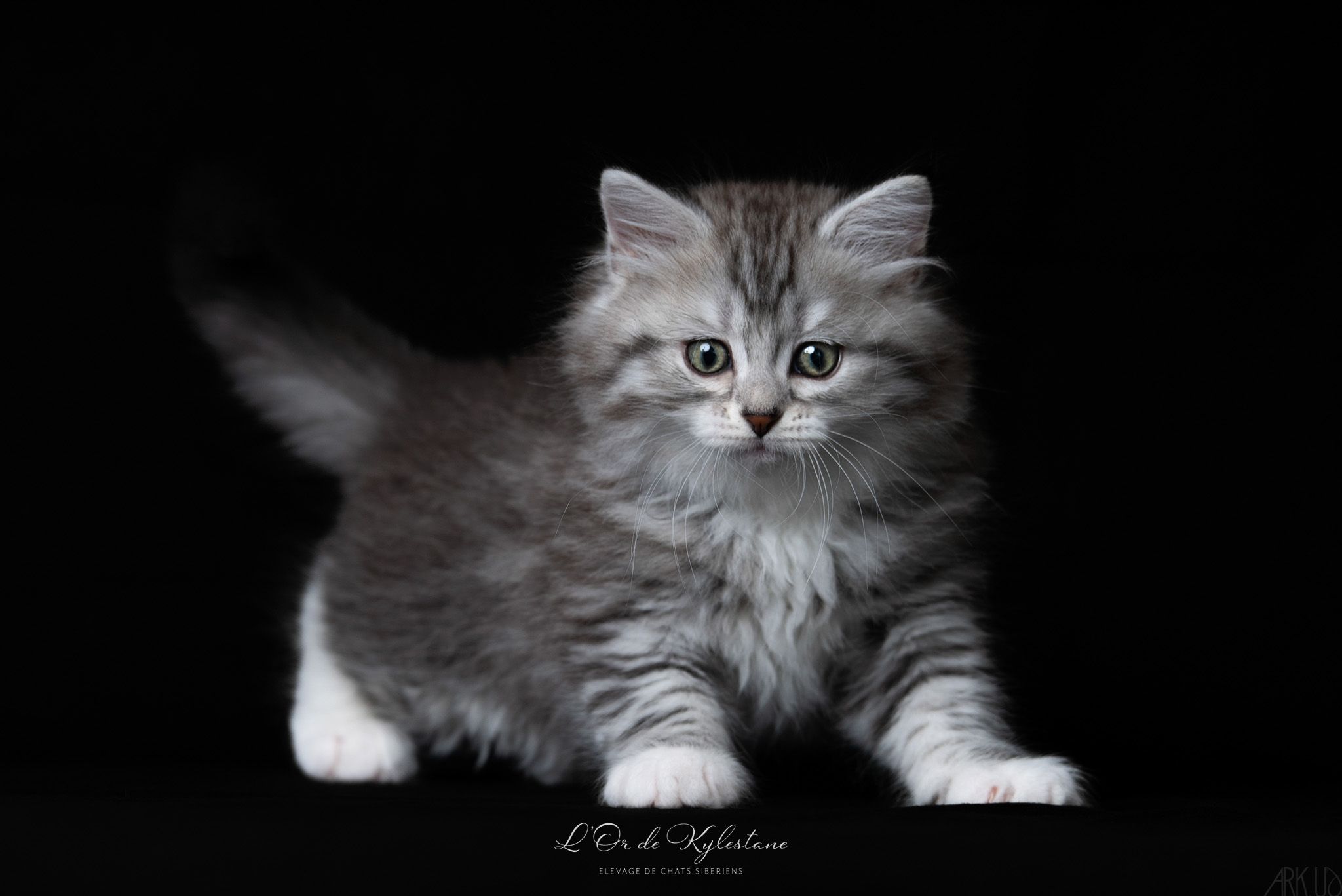 L'Or de Kylestane Chaton Mâle Sibérien Black Silver Mackerel Tabby Et Blanc Ulliver