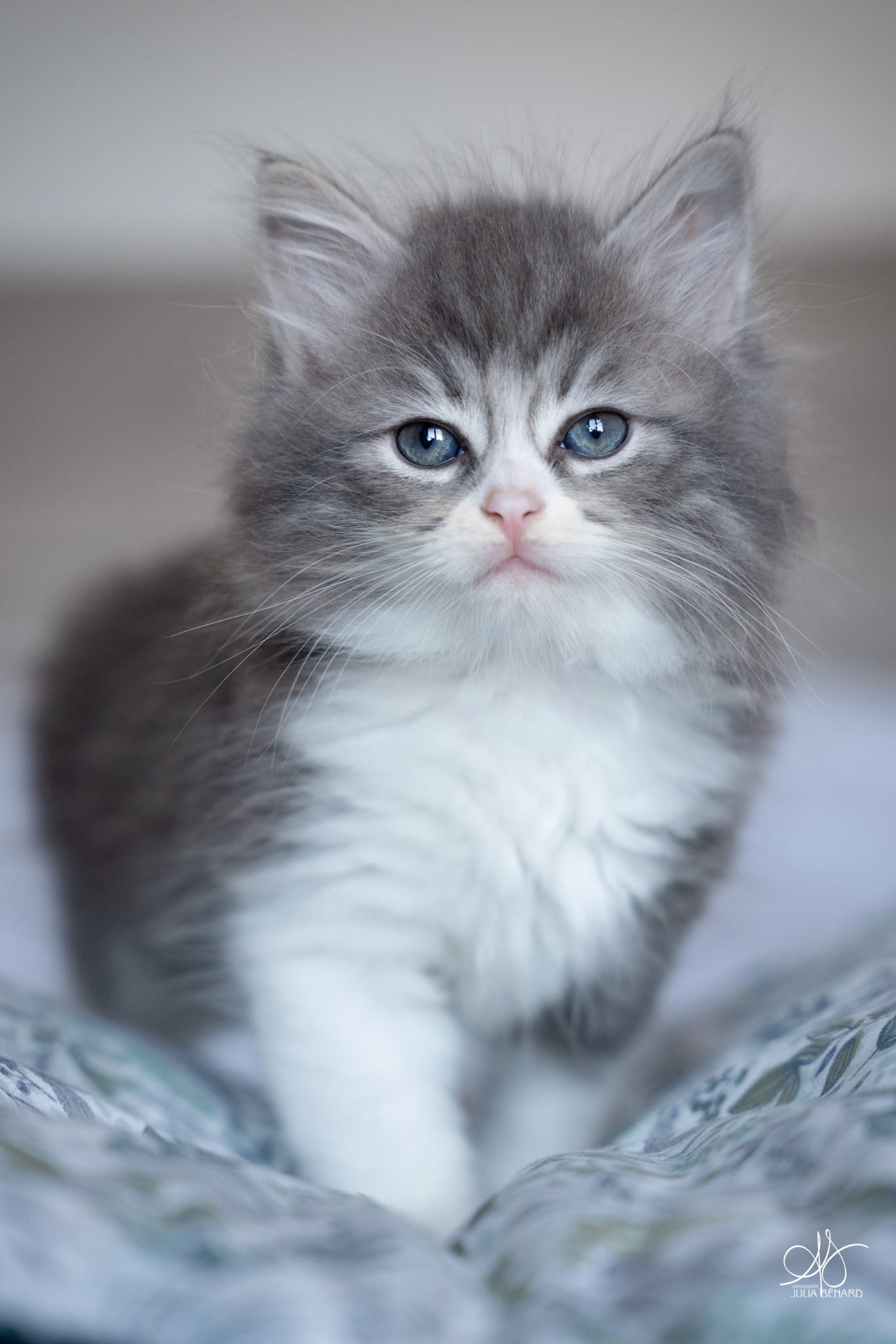 L'Or de Kylestane Chaton Mâle Neva Masquerade Blue Blotched Tabby Et Blanc Baïkal 