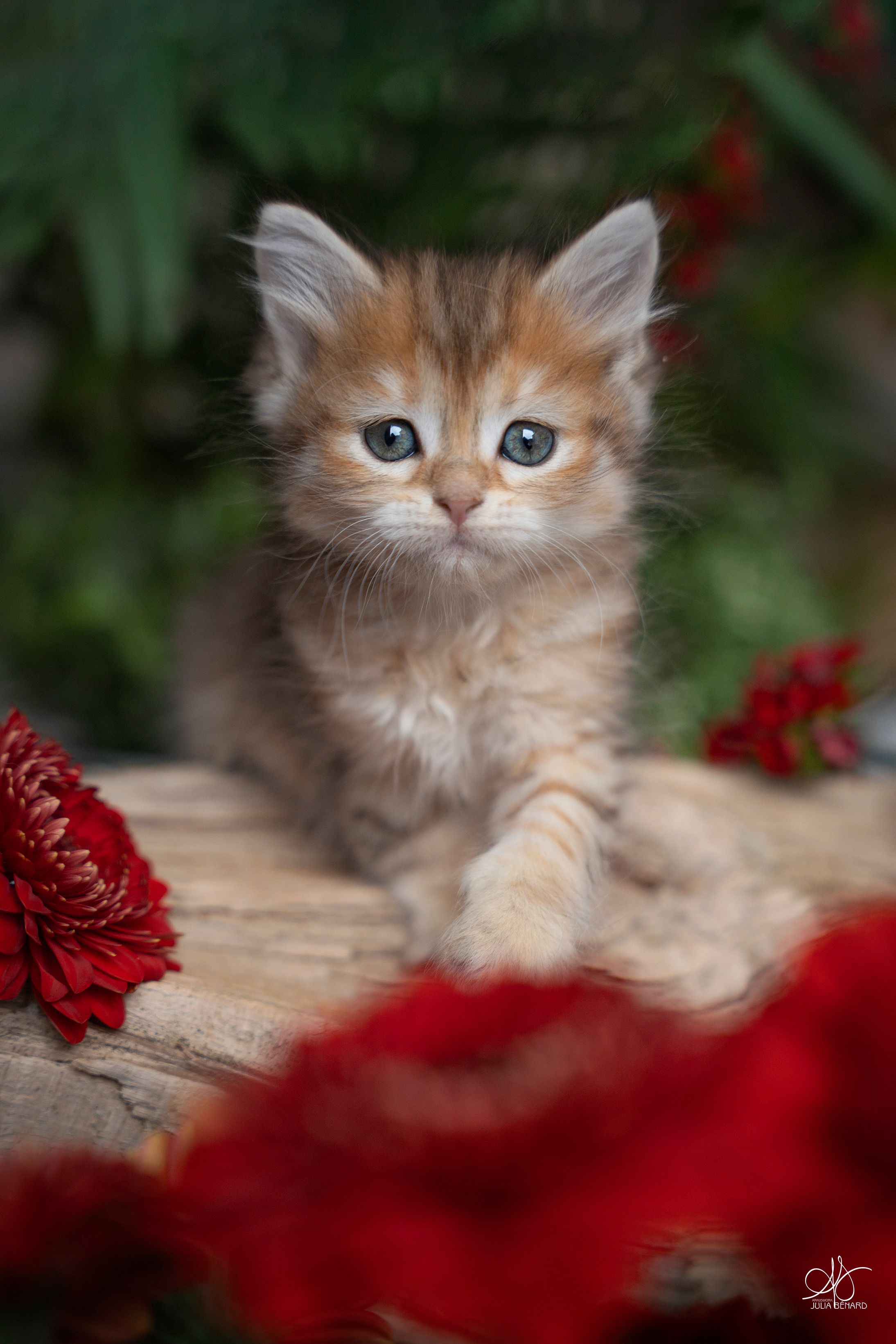 L'Or de Kylestane Chaton Femelle Neva Masquerade Brown Sunshine Spotted Tabby Bounty 