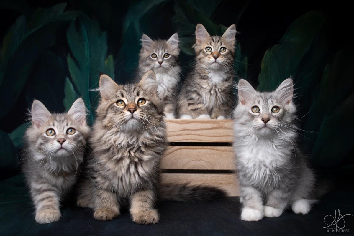 L'Or de Kylestane Chaton Mâle Sibérien Blue Silver Mackerel Tabby Et Blanc Winther Ghost