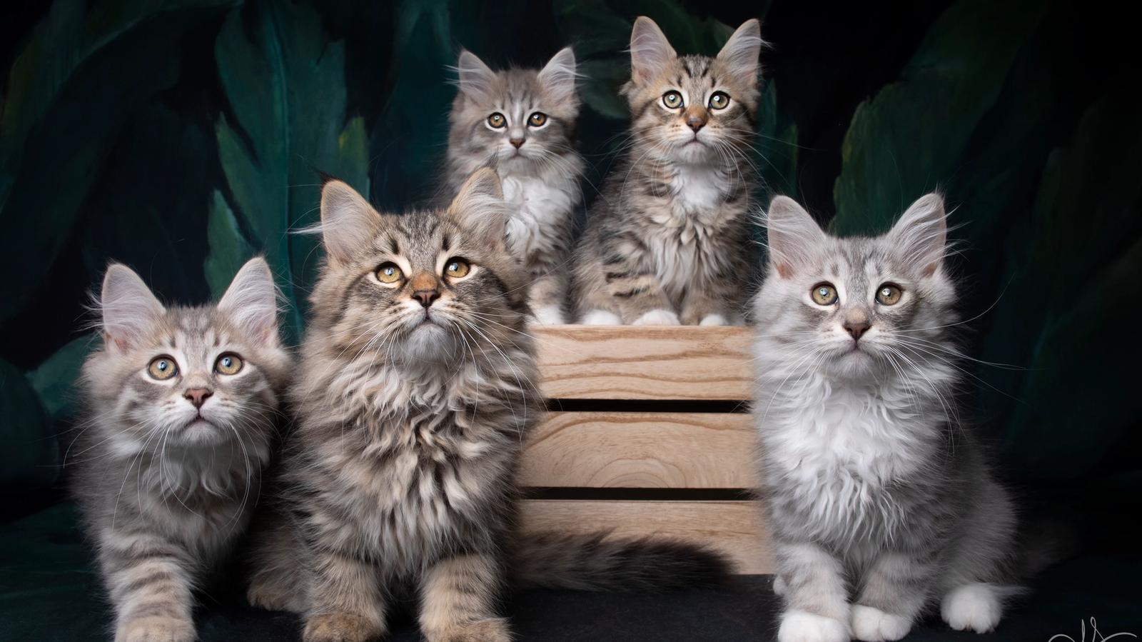 L'Or de Kylestane - Élevage familial de chats Sibériens dans le Var