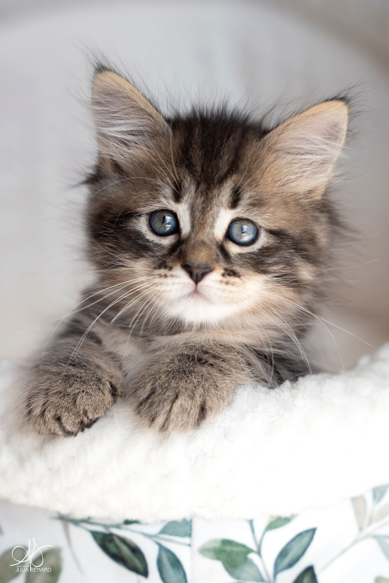 L'Or de Kylestane Chaton Femelle Sibérien Brown Blotched Tabby  A'Nouchka 