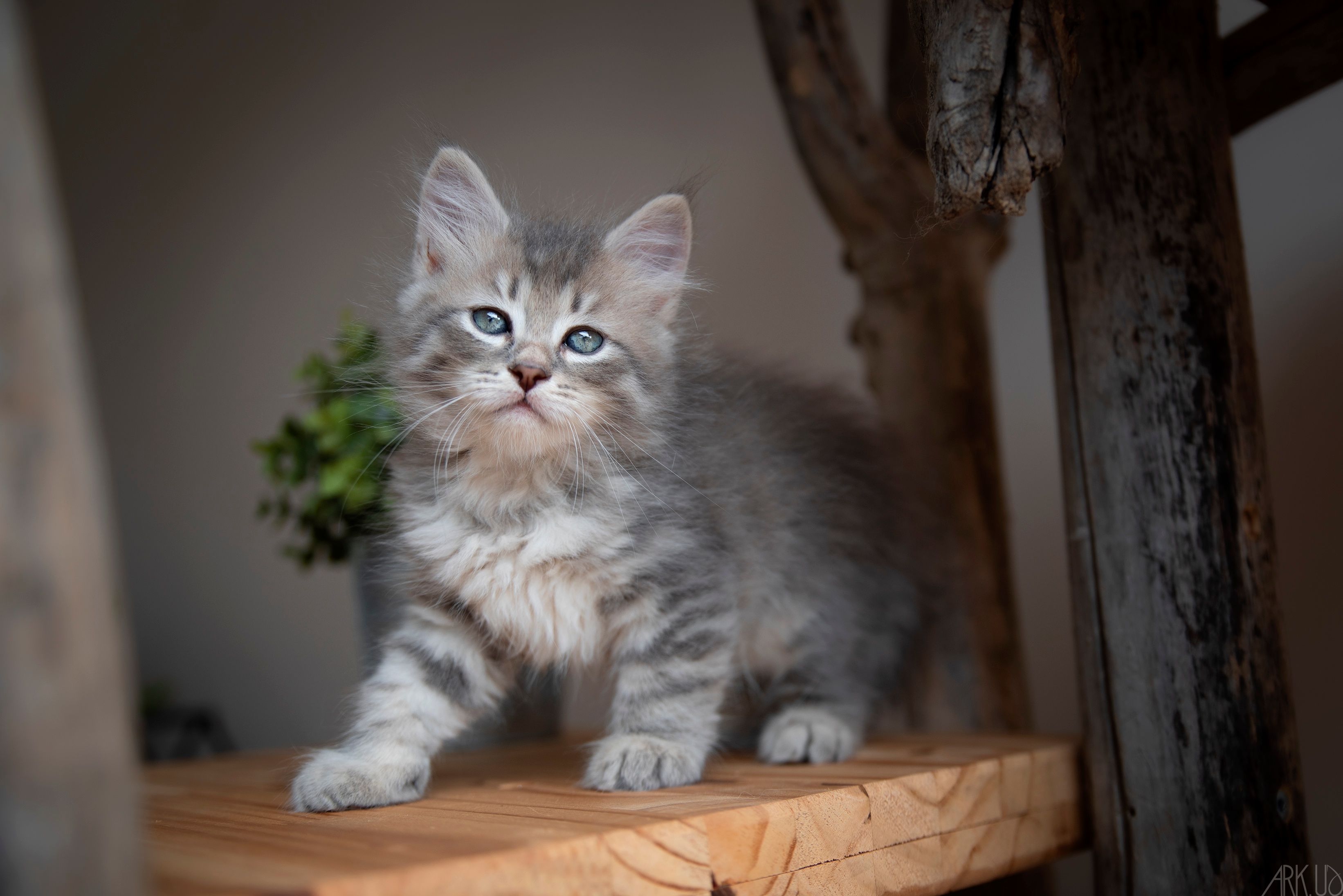 L'Or de Kylestane Chaton Mâle Sibérien Blue Silver Spotted Tabby Voltaire