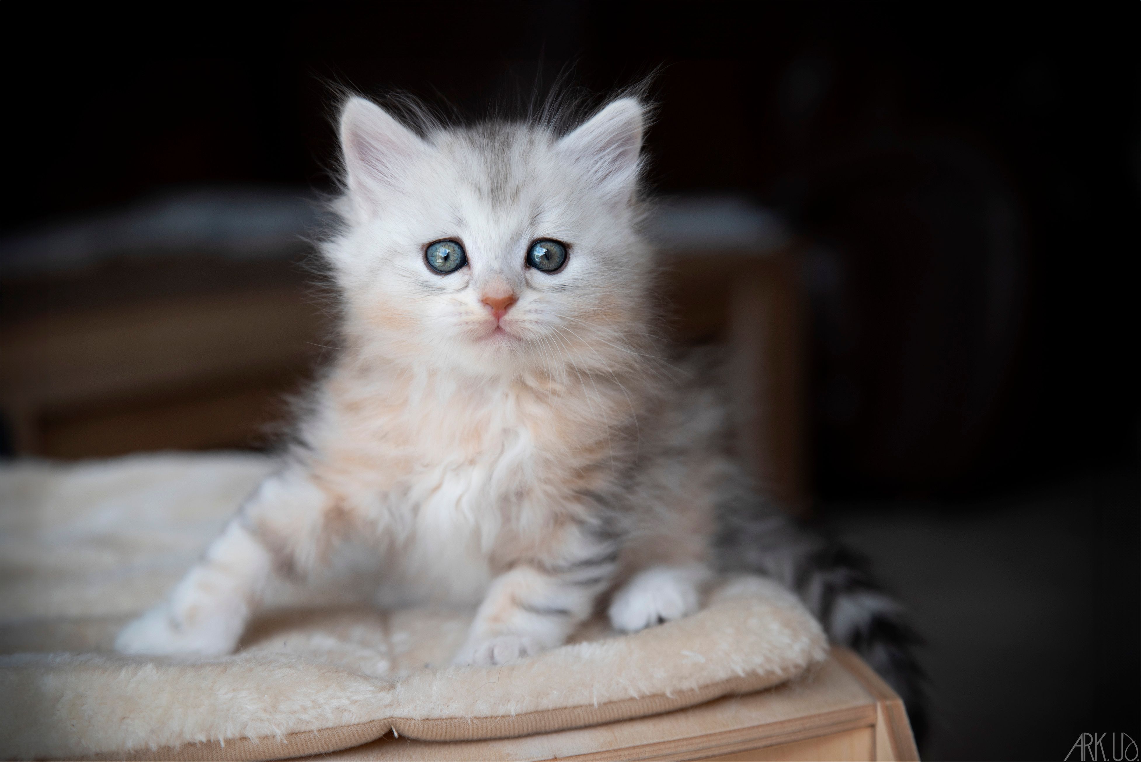 L'Or de Kylestane Chaton Mâle Sibérien Black Sunshine Silver Blotched Tabby Woody