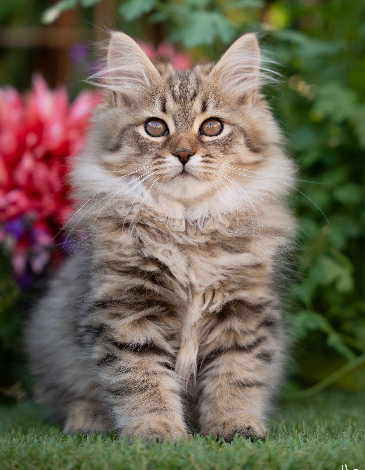 L'Or de Kylestane - Élevage familial de chats Sibériens dans le Var