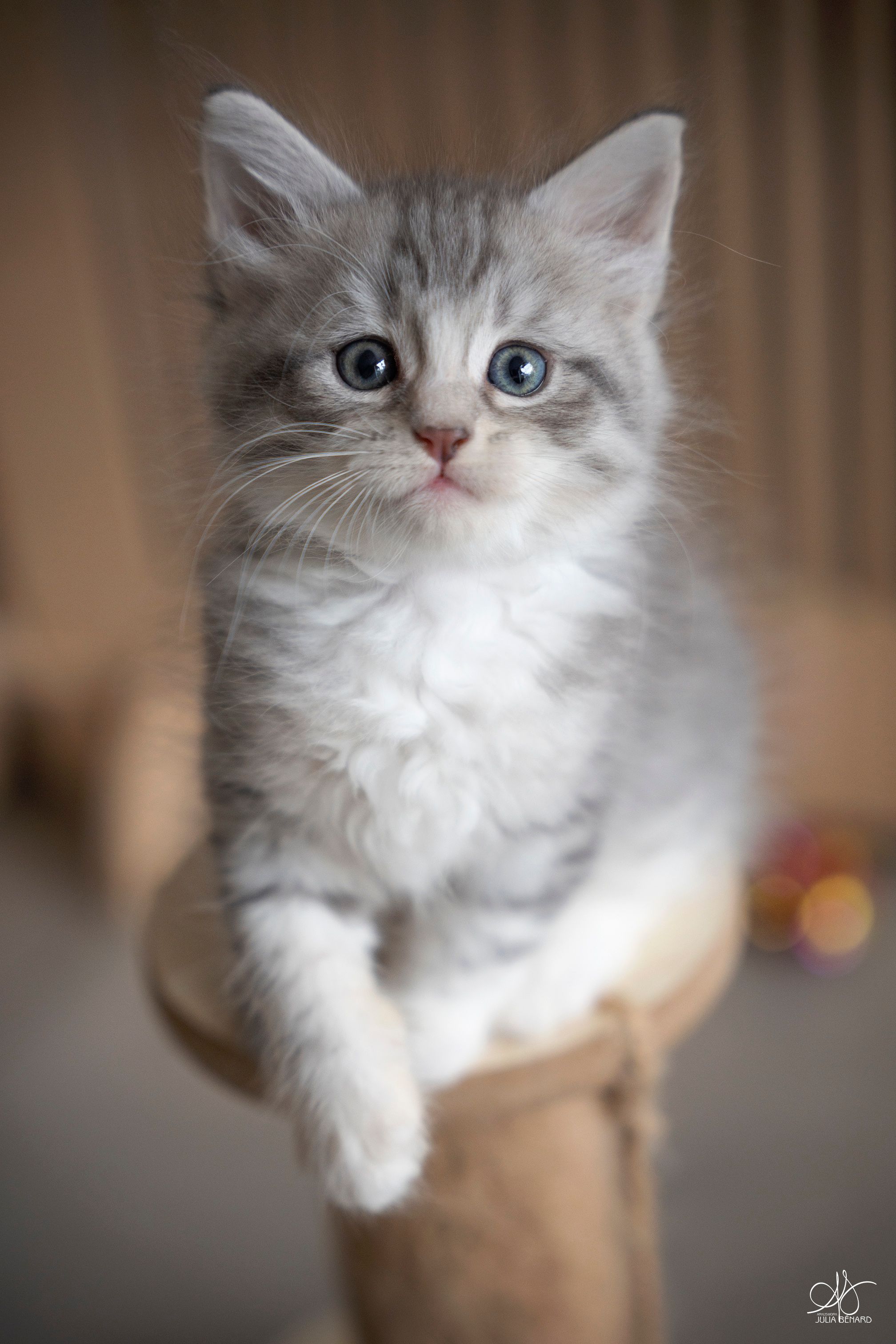 L'Or de Kylestane Chaton Mâle Neva Masquerade Blue Silver Spotted Tabby Et Blanc Beethoven 