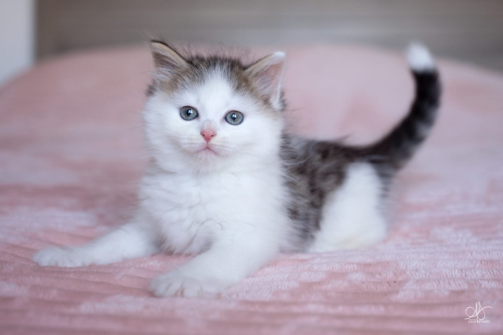 L'Or de Kylestane Chaton Femelle Neva Masquerade Brown Spotted Tabby Et Blanc Bicolore Biscotte 