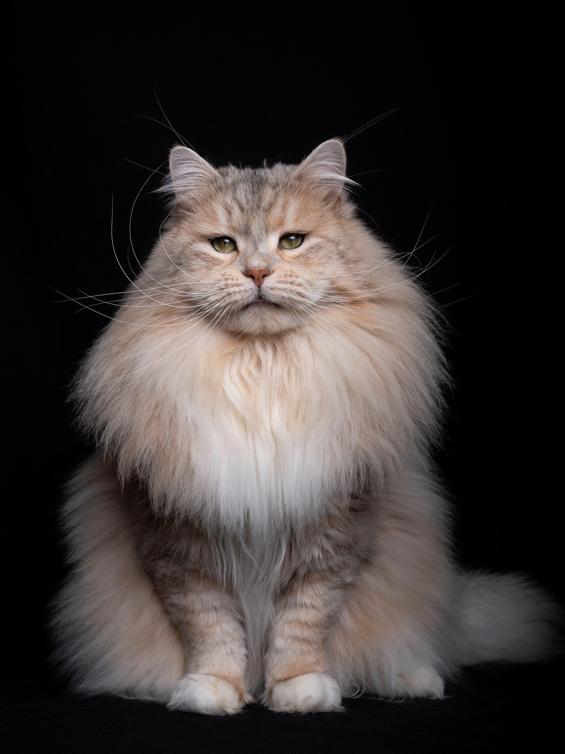 L'Or de Kylestane - Élevage familial de chats Sibériens dans le Var