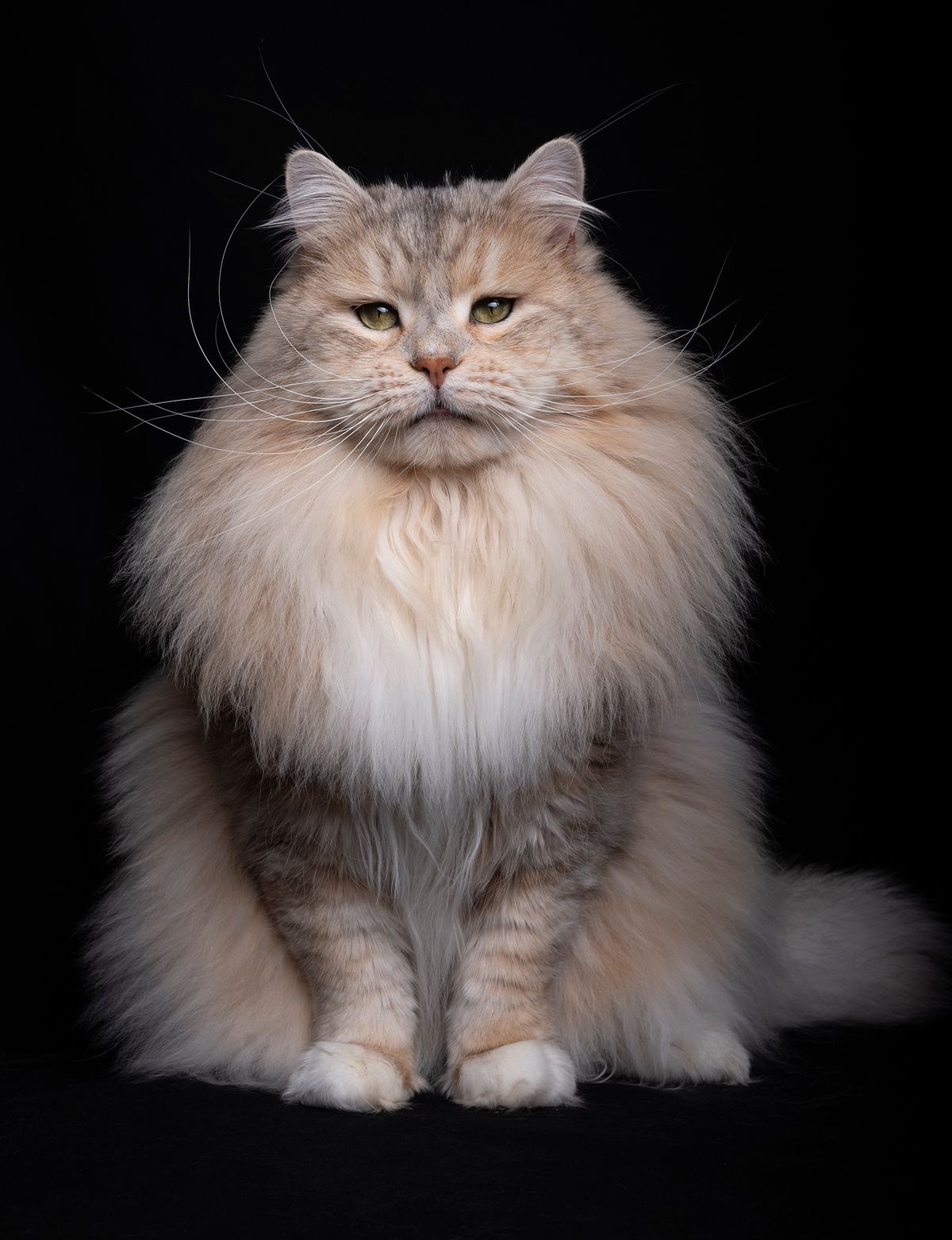 L'Or de Kylestane - Élevage familial de chats Sibériens dans le Var