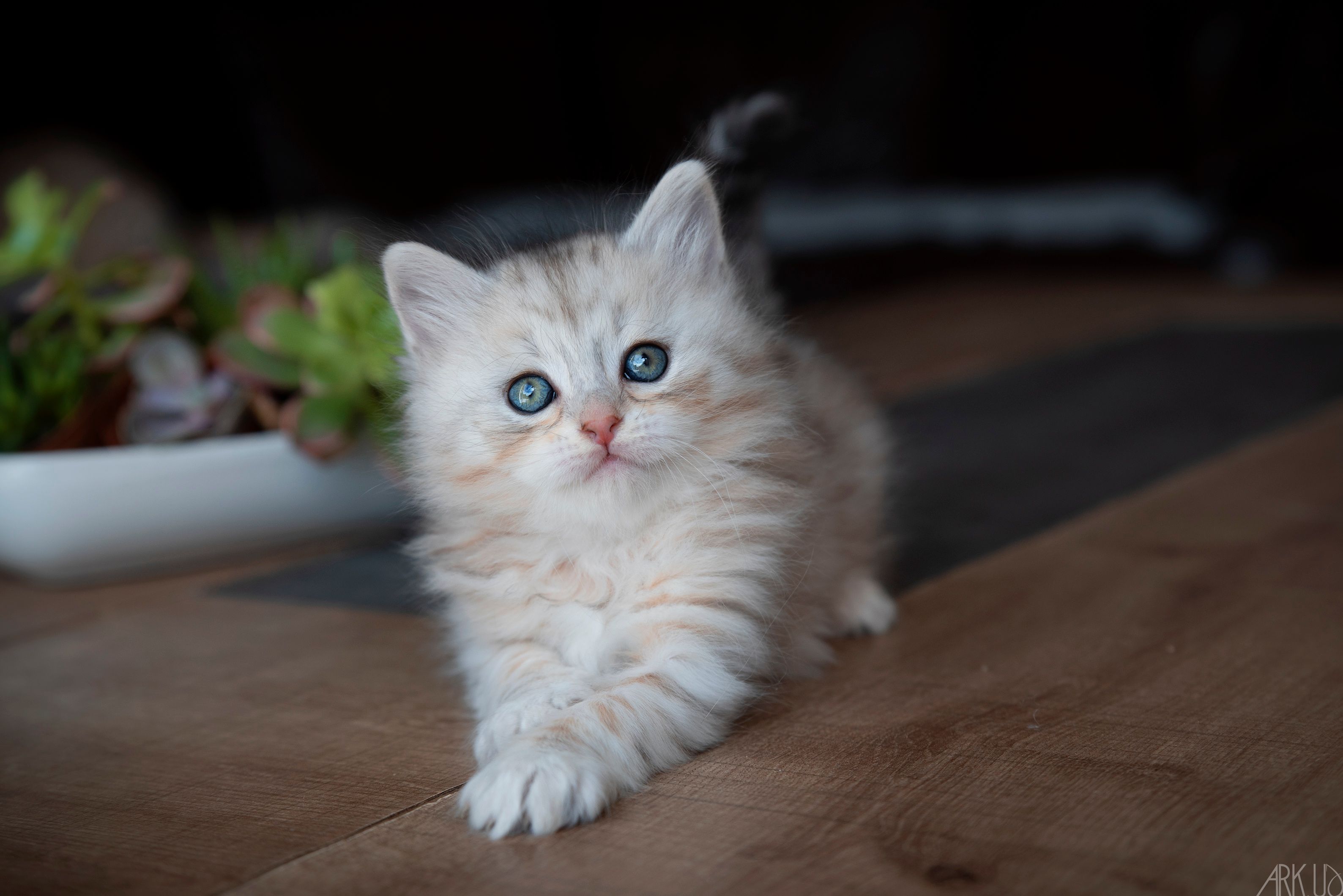 L'Or de Kylestane Chaton Femelle Sibérien Black Sunshine Silver Spotted Tabby Zoé