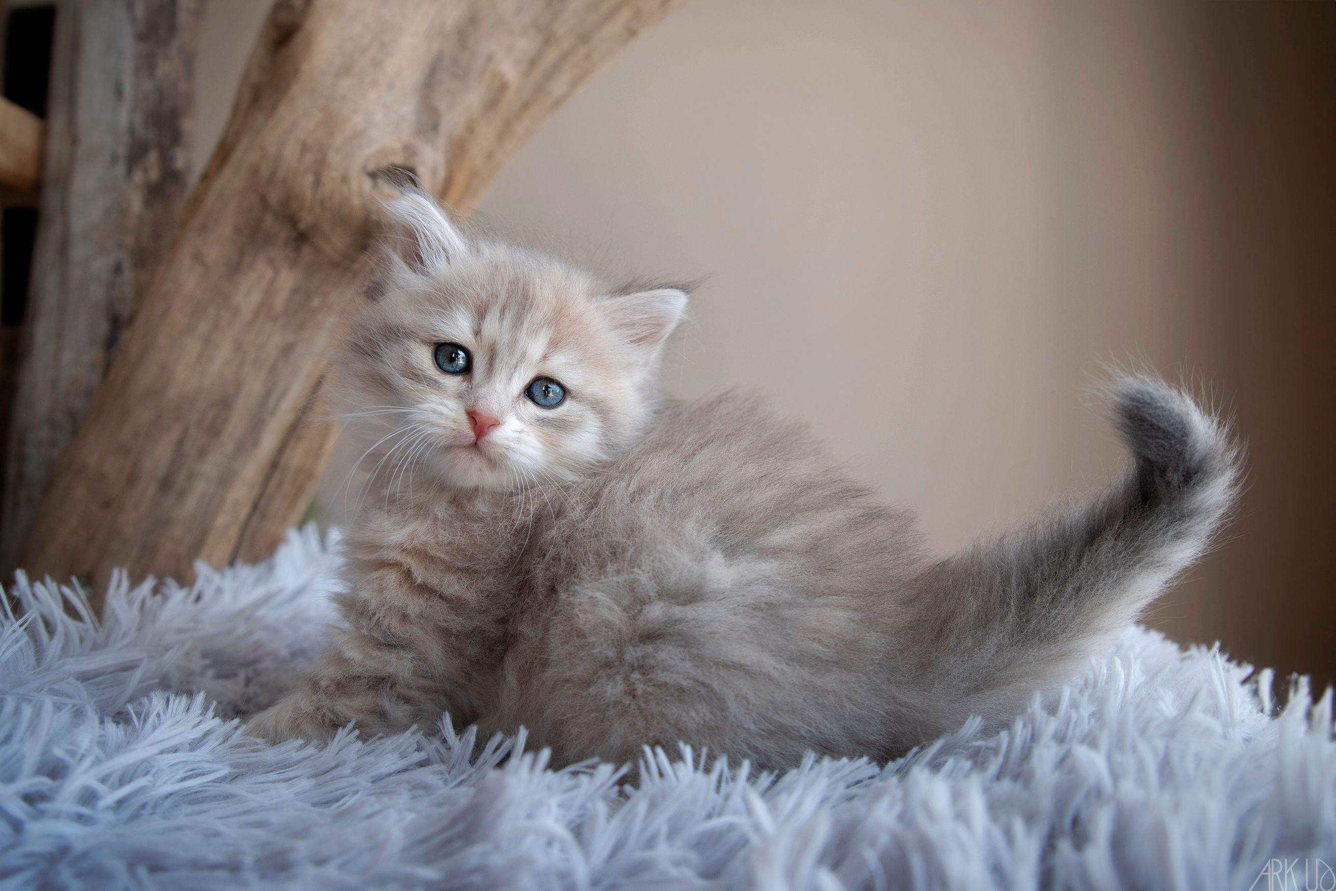 L'Or de Kylestane Chaton Femelle Sibérien Blue Sunshine Spotted Tabby Vanille