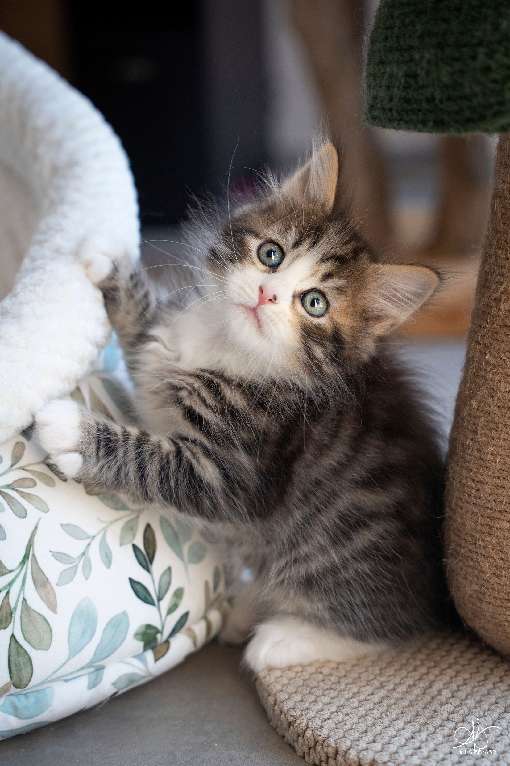 L'Or de Kylestane Chaton Mâle Neva Masquerade Brown Mackerel Tabby Et Blanc A'Suki
