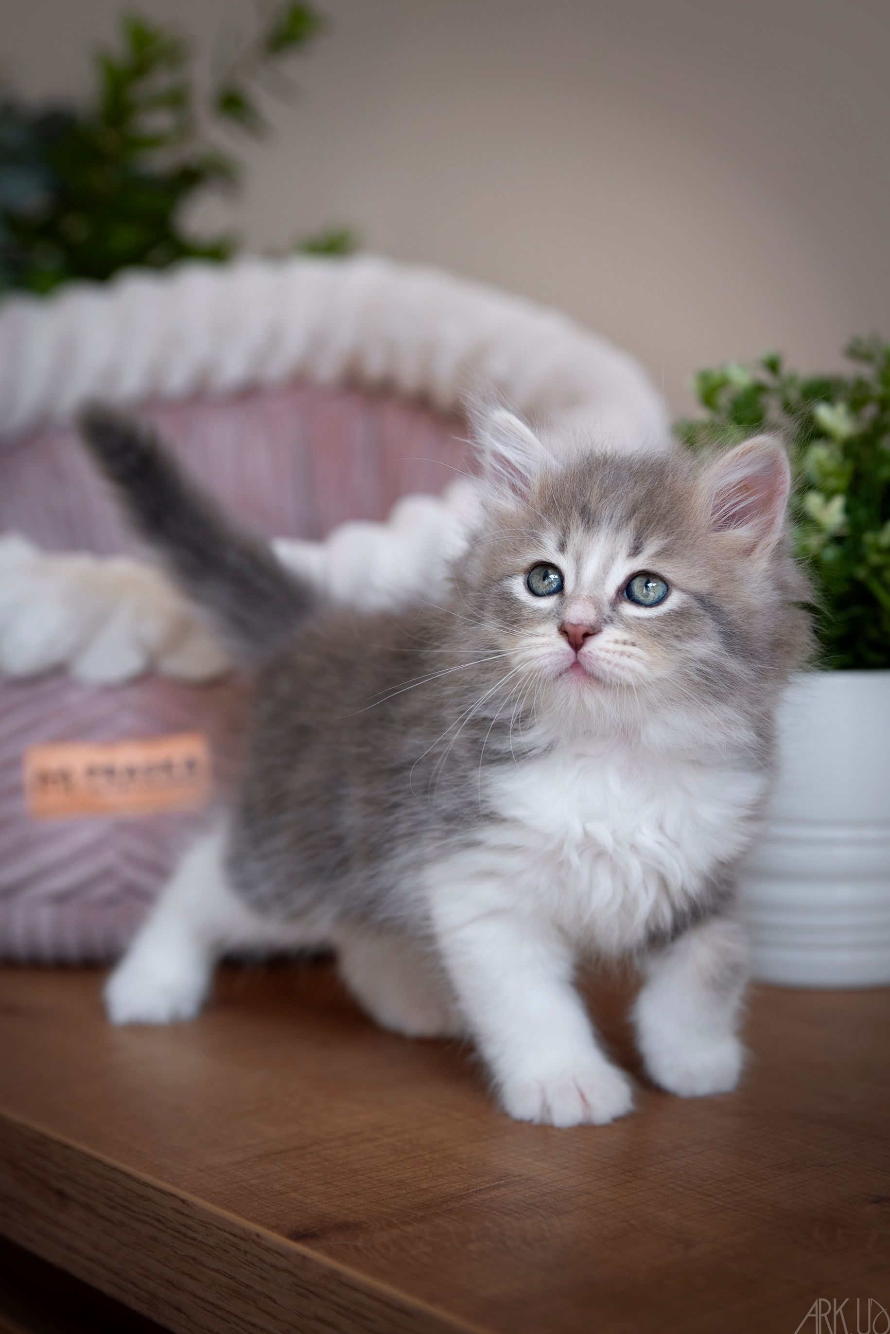 L'Or de Kylestane Chaton Femelle Sibérien Blue Blotched Tabby Et Blanc Yuki