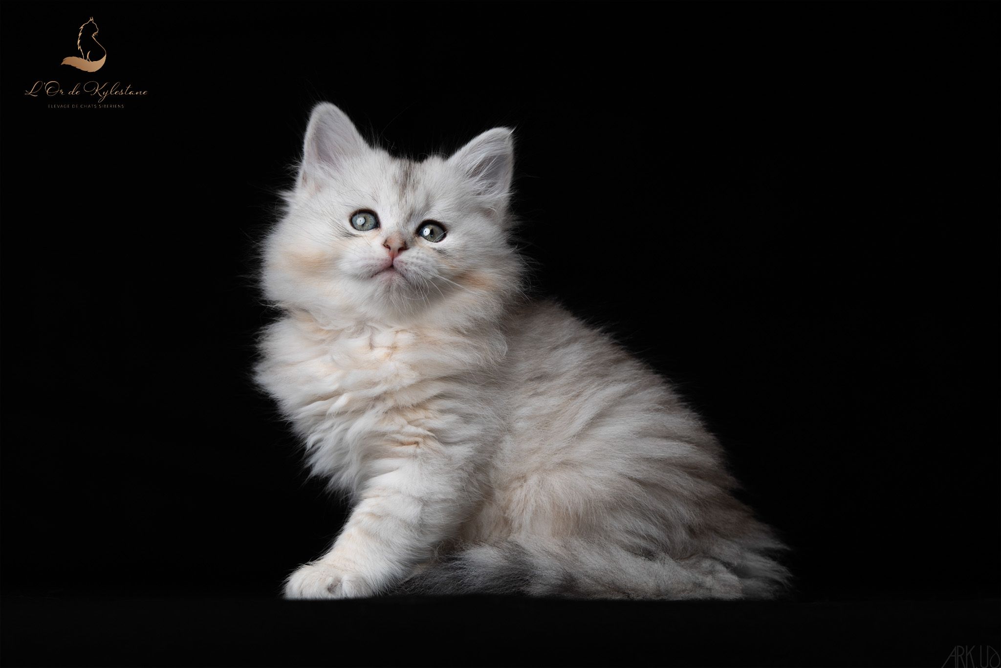 L'Or de Kylestane Chaton Femelle Sibérien Black Sunshine Silver Spotted Tabby Upsy
