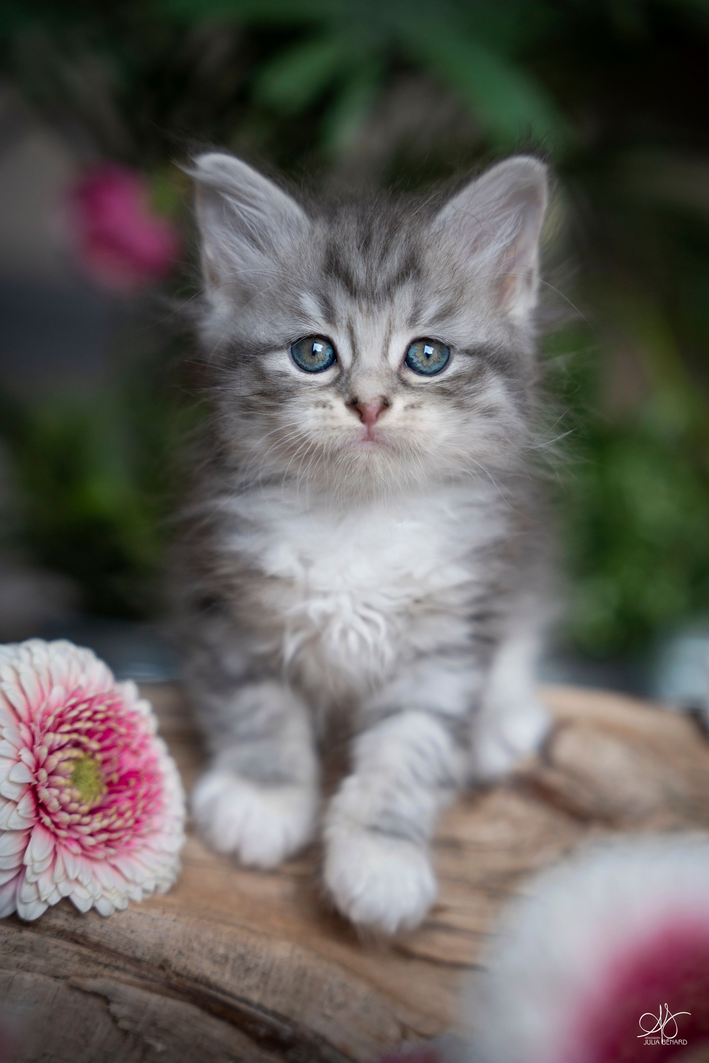 L'Or de Kylestane Chaton Femelle Neva Masquerade Blue Silver Spotted Tabby Et Blanc Bahia 