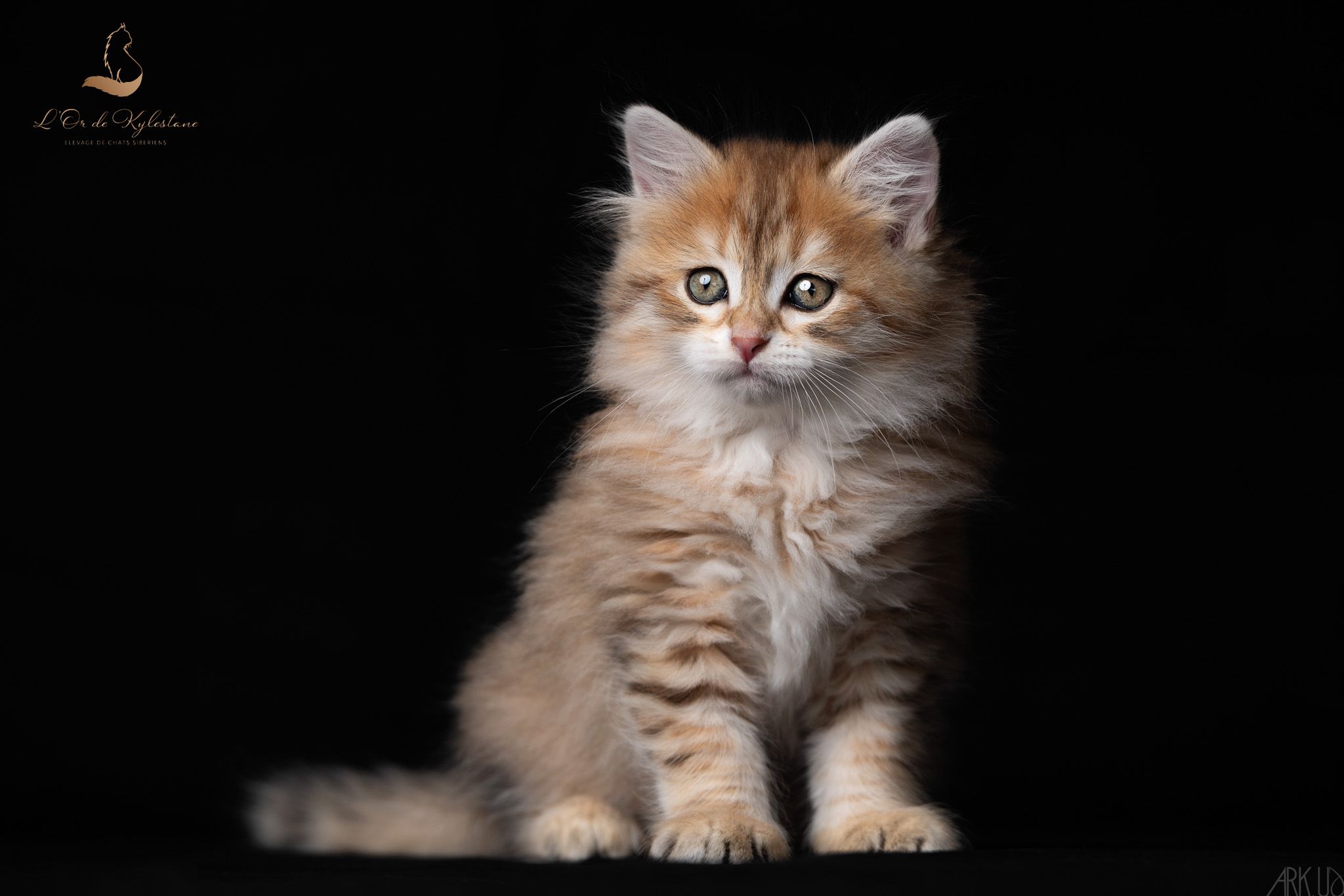 L'Or de Kylestane Chaton Mâle Sibérien Brown Sunshine Spotted Tabby Ulyss